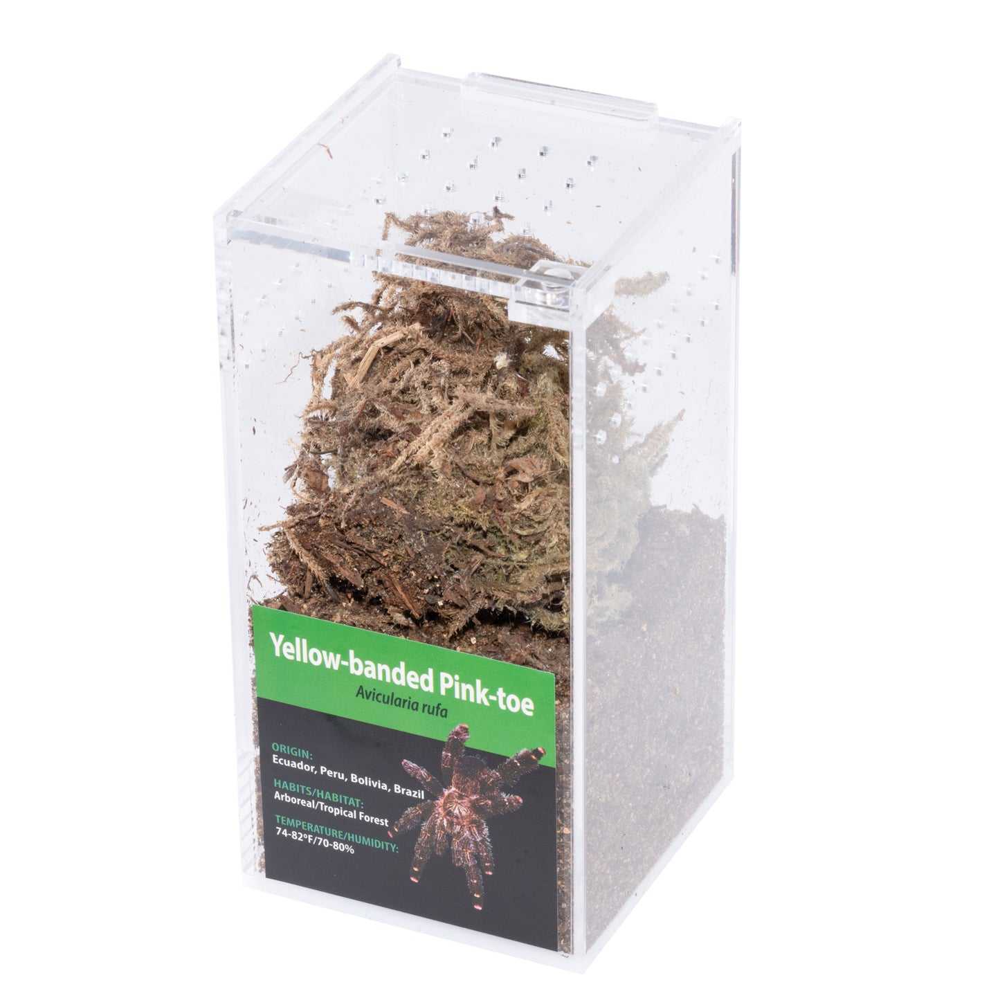 Invertebrate - A. rufa Yellow Banded Pink Toe Tarantula - Unsexed