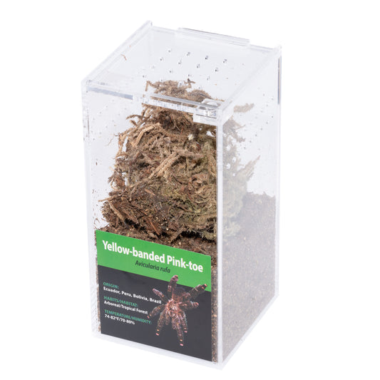 Invertebrate - A. rufa Yellow Banded Pink Toe Tarantula - Unsexed