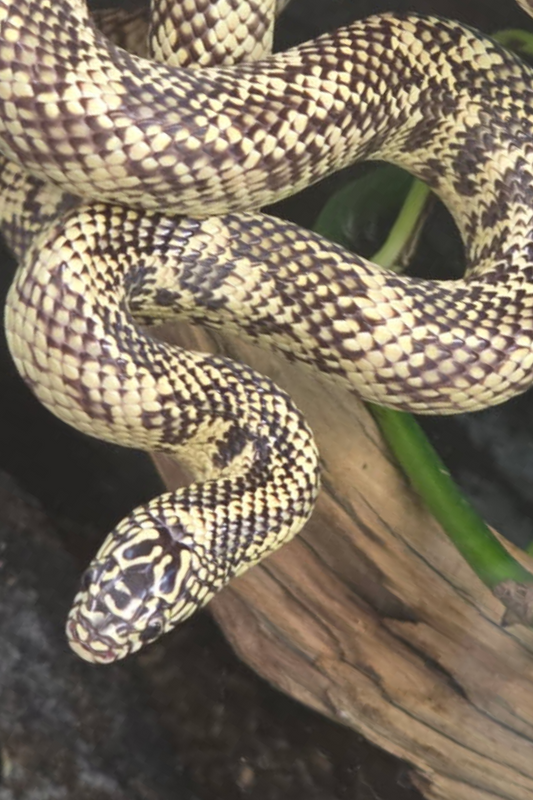 Snake - Florida Kingsnake - Unsexed