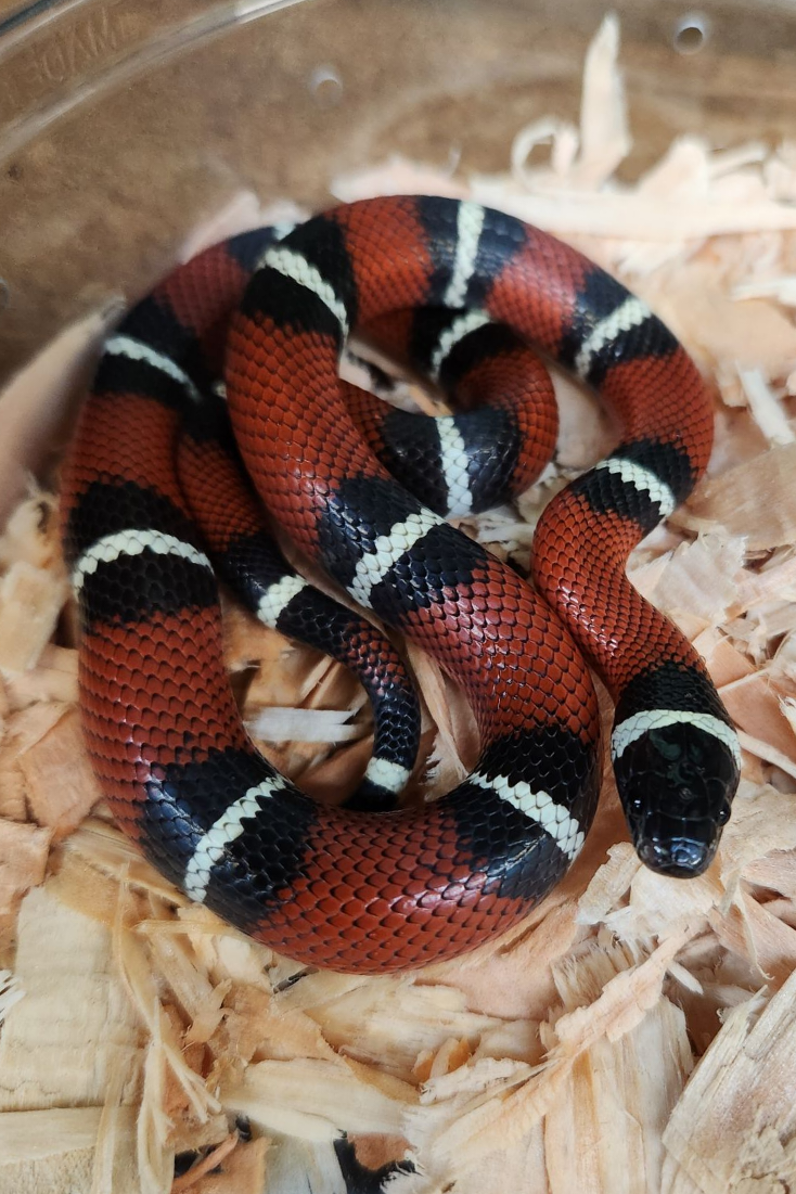 Milk Snake - Nelson's Milk Snake - Unsexed