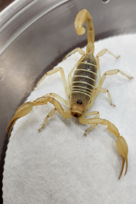 Invertebrate - Dune Scorpion
