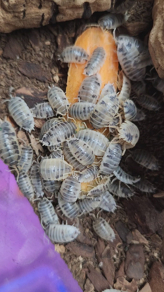 Isopods - Porcellio laevis 'Dairy Cow' - 12 Count