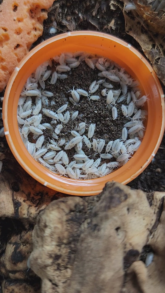 Isopod - Isopoda sp. - "Dwarf White" -20 count