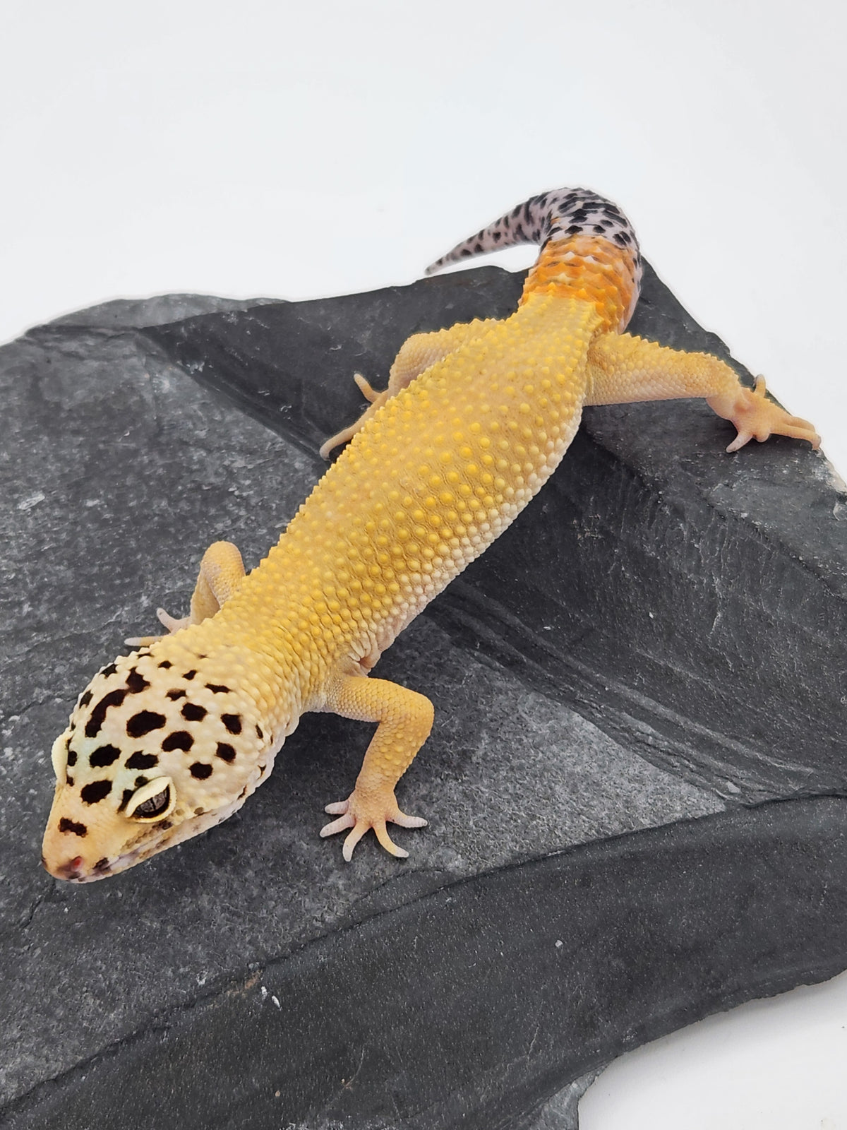 Leopard Gecko - ER3 - Male
