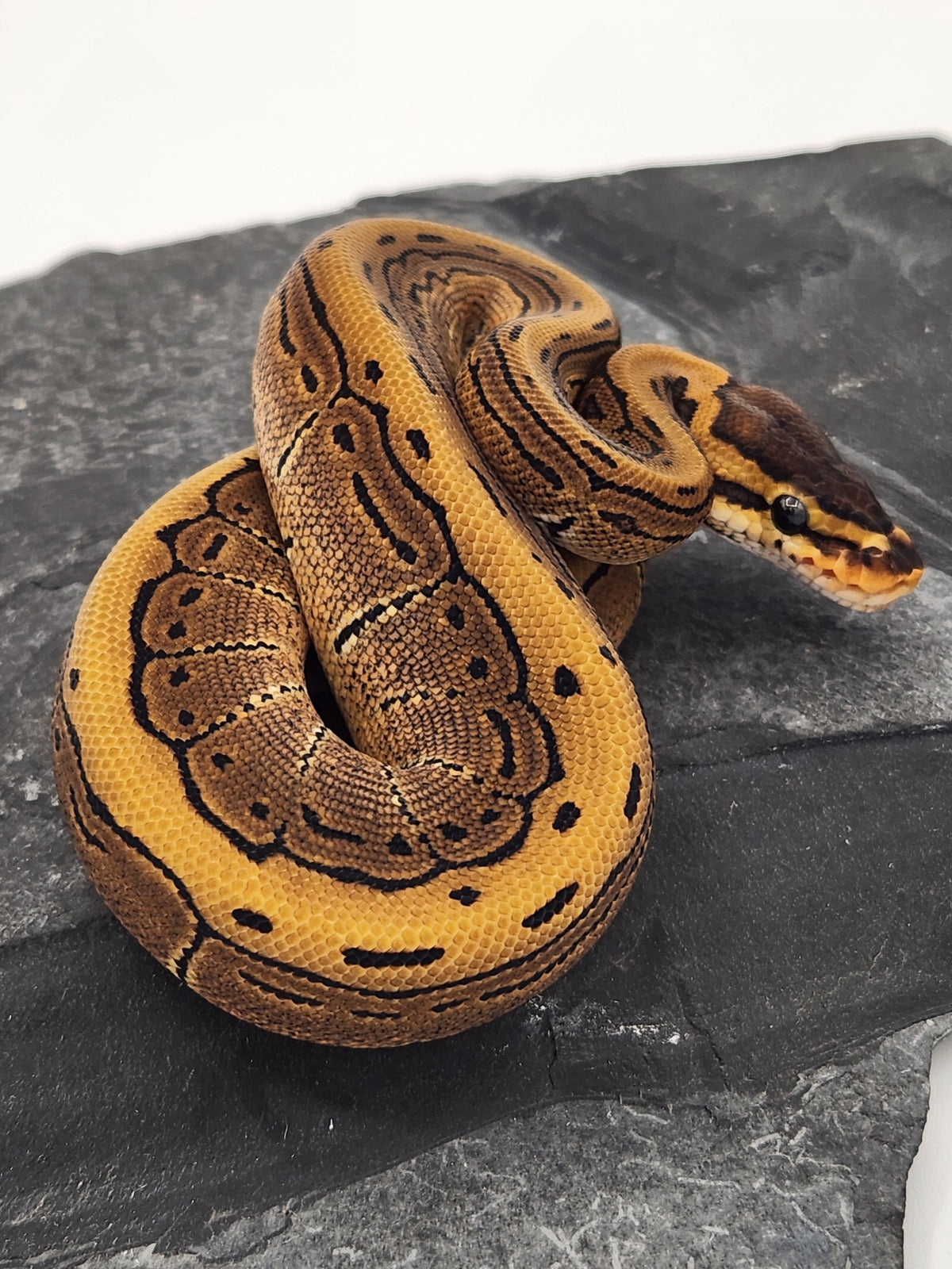 Ball Python - Pinstripe 50PH Tri Stripe - Female