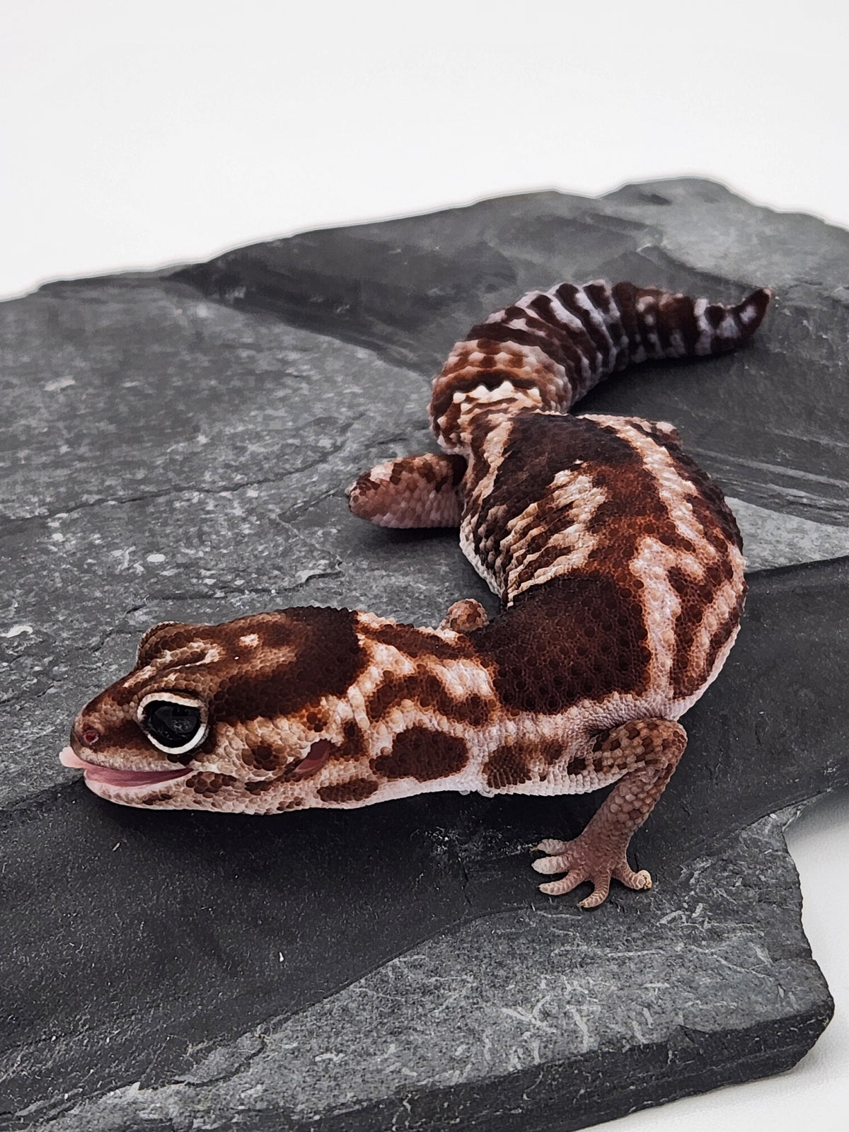 African Fat-Tailed Gecko - Aberrant Whiteout - Female