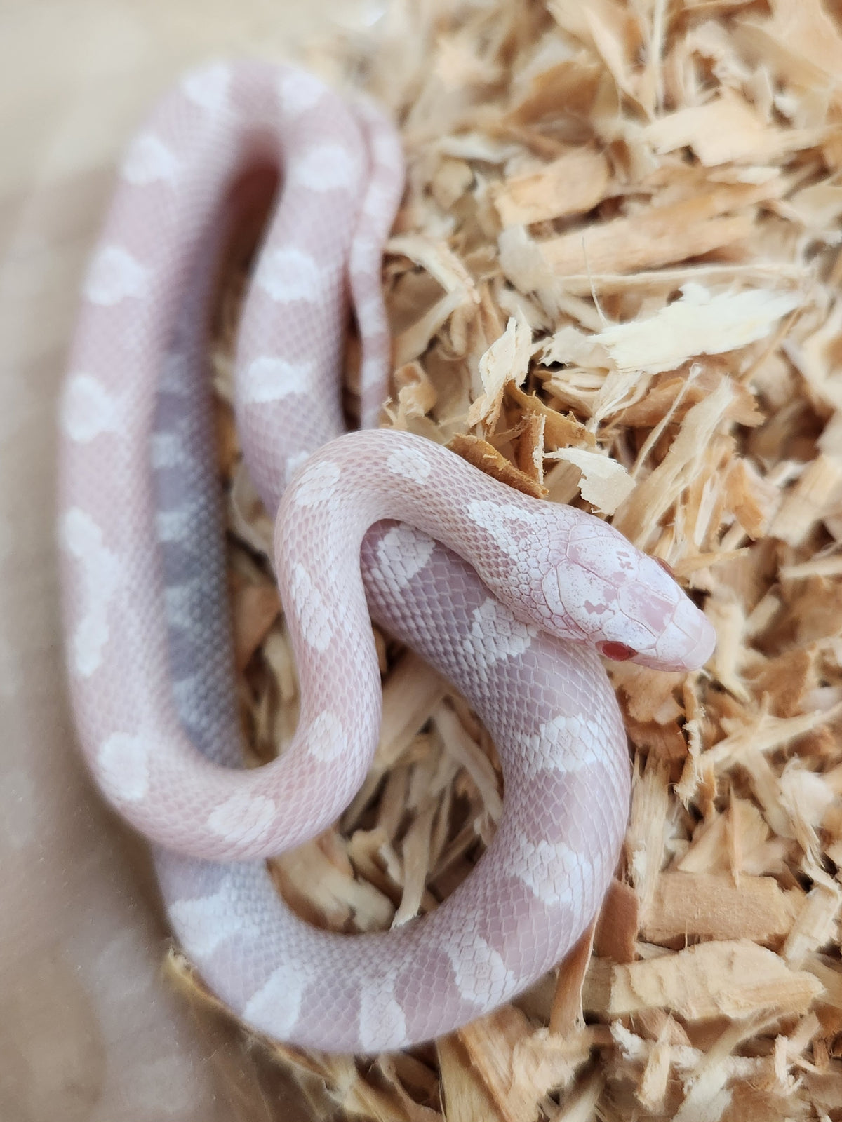Corn Snake - Pied Sided Diffused Snow Het Hypo - Male