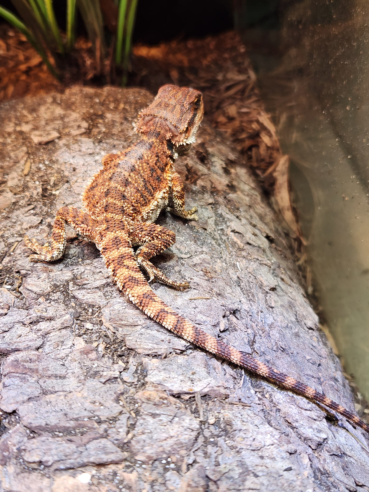 Bearded Dragon - Monster Red - Unsexed