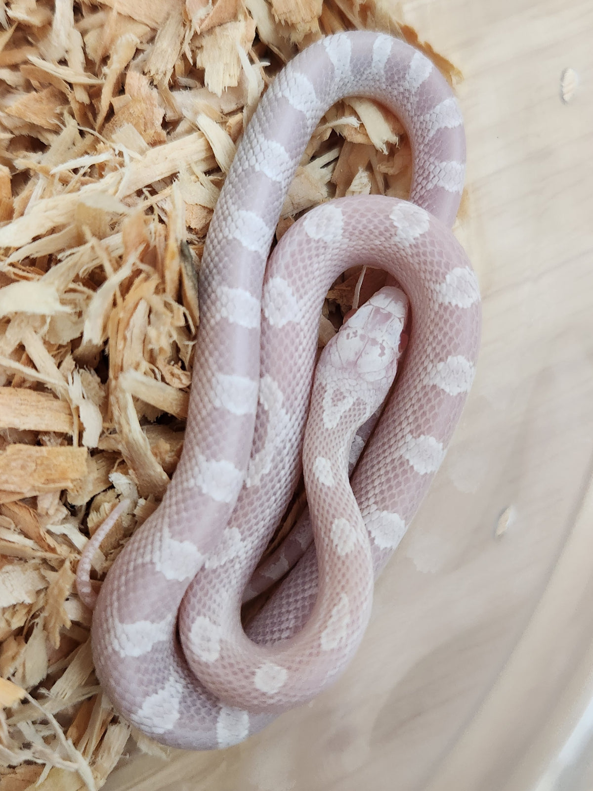 Corn Snake - Pied Sided Diffused Snow Het Hypo - Male