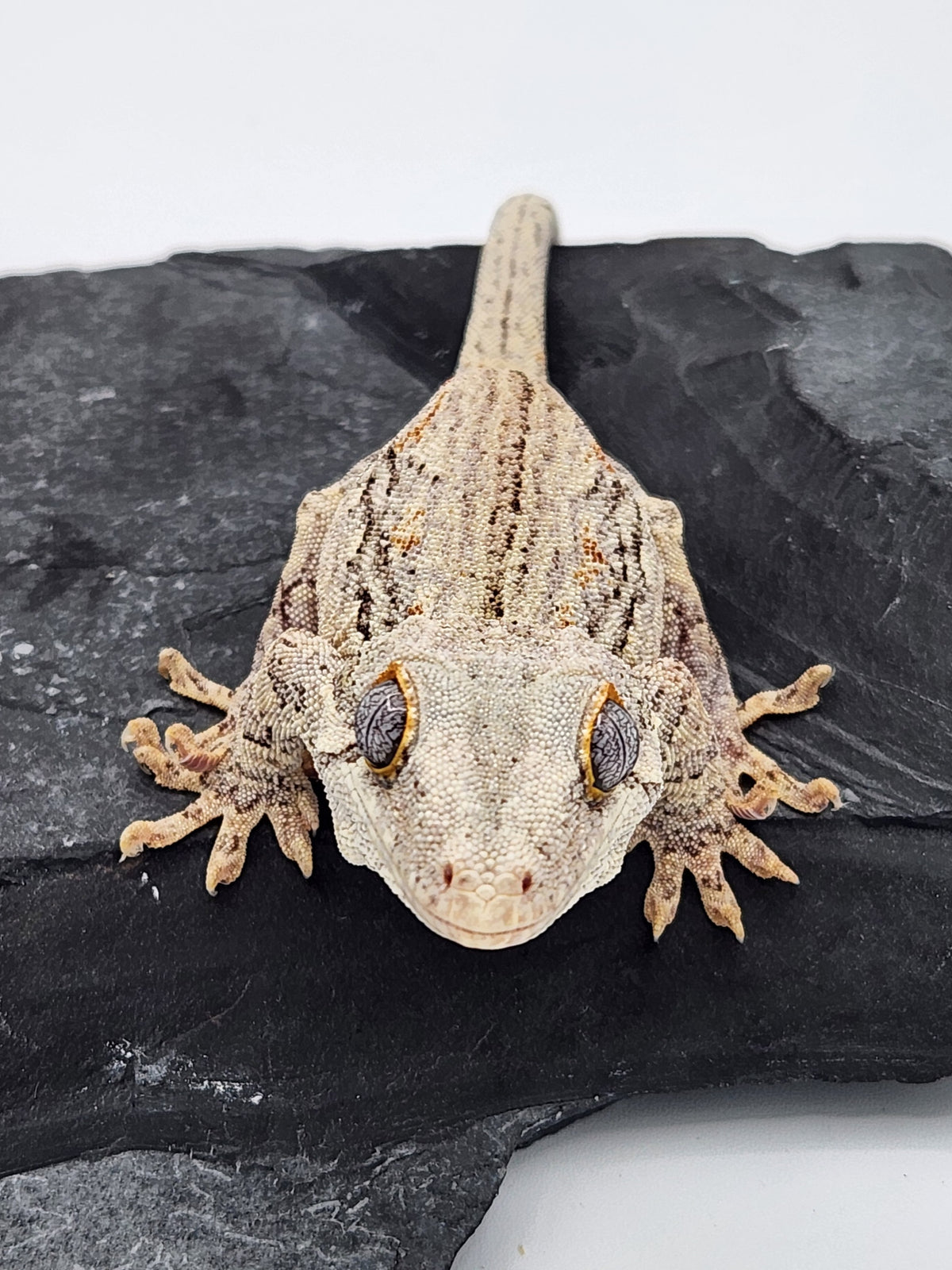 Gargoyle Gecko - Lava x Ghost "Flower" - Male - 10-17-17
