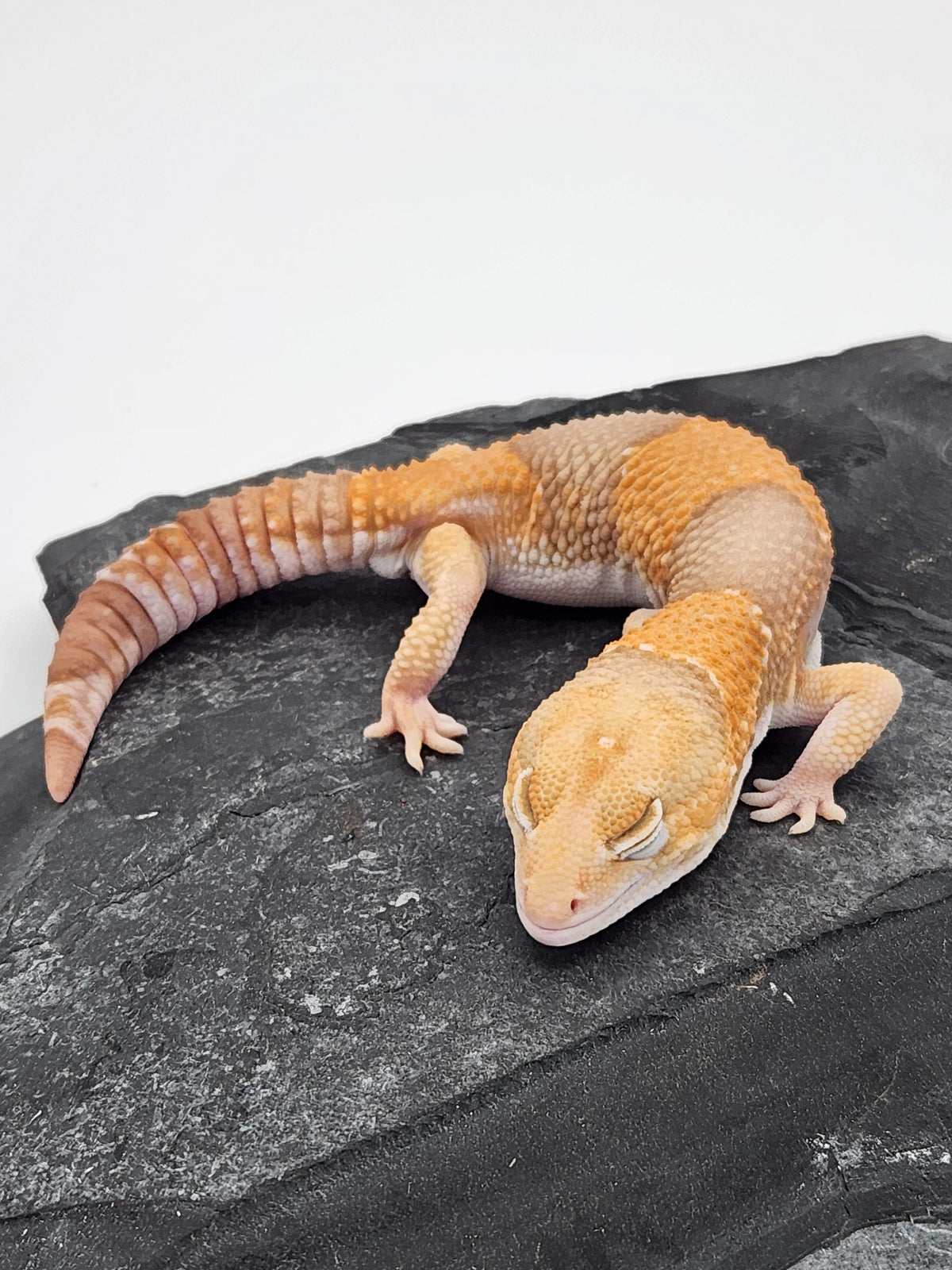 African Fat-Tailed Gecko - Albino Oreo - Male