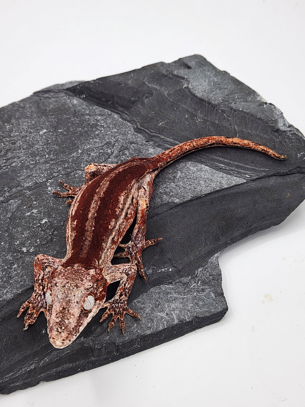 Gargoyle Gecko - Cherry Red x Pink Lady - 6-20-23 - Female