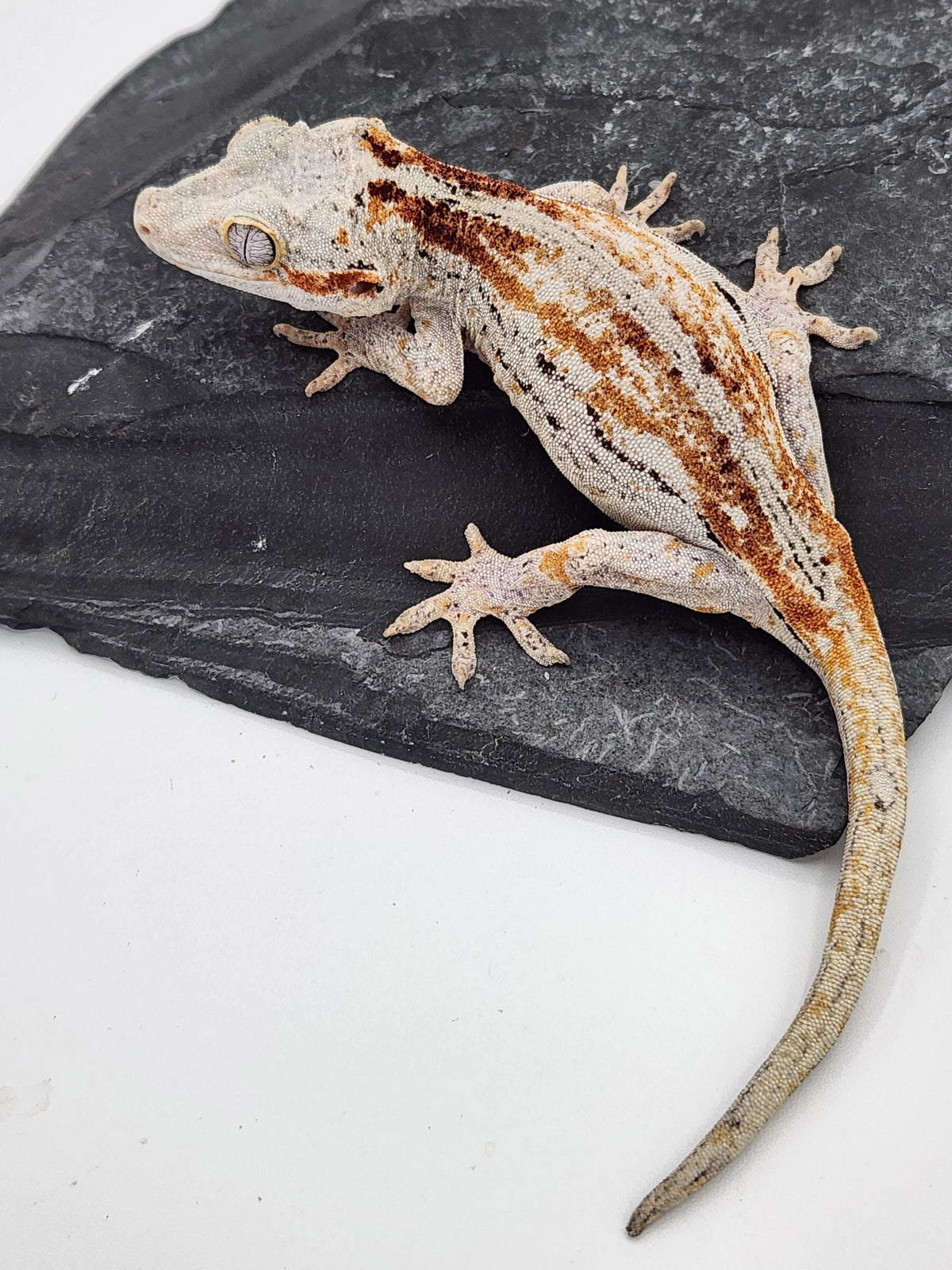 Gargoyle Gecko - Griffin x Licorice - 8-28-23 - Female A