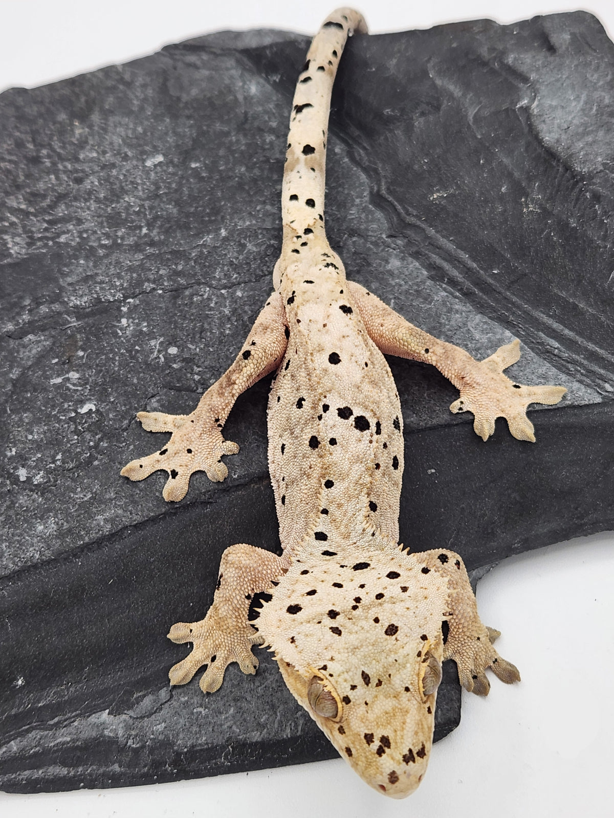 Crested Gecko - Pixel x Poppy - 11-9-23 - Male