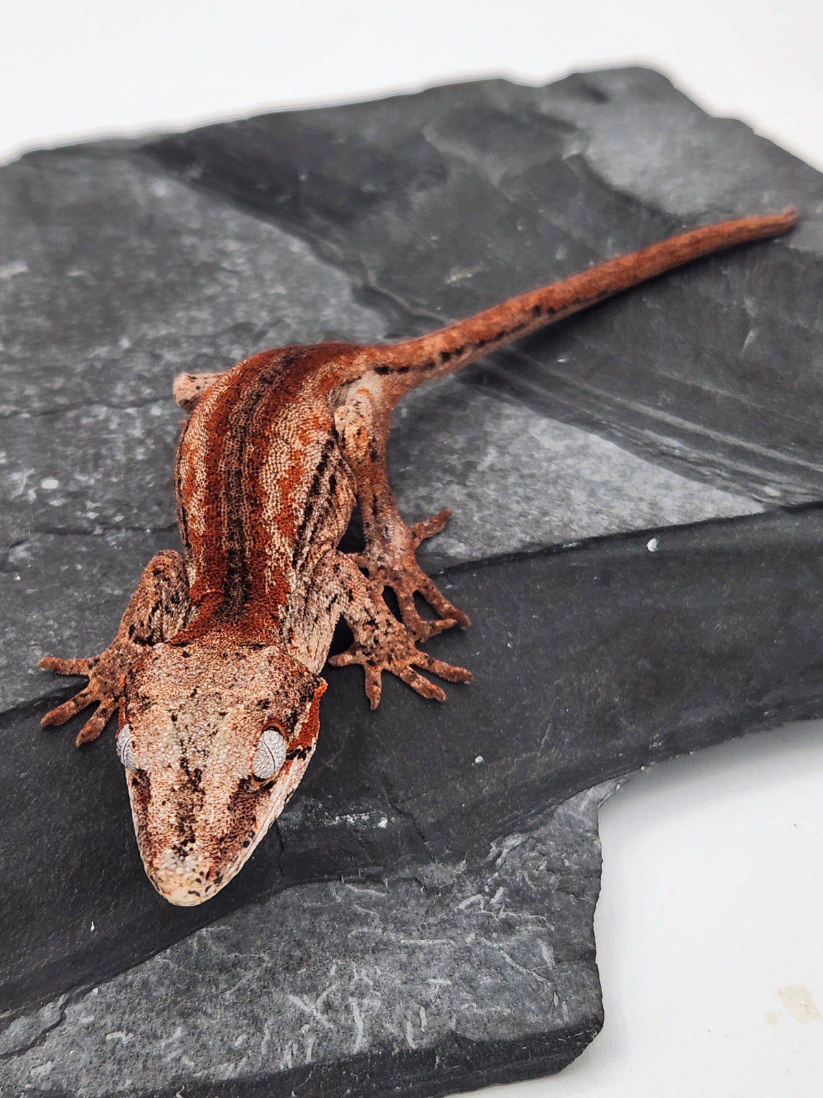 Gargoyle Gecko - Cherry Red x Pink Lady - 9-24-25 - Unsexed