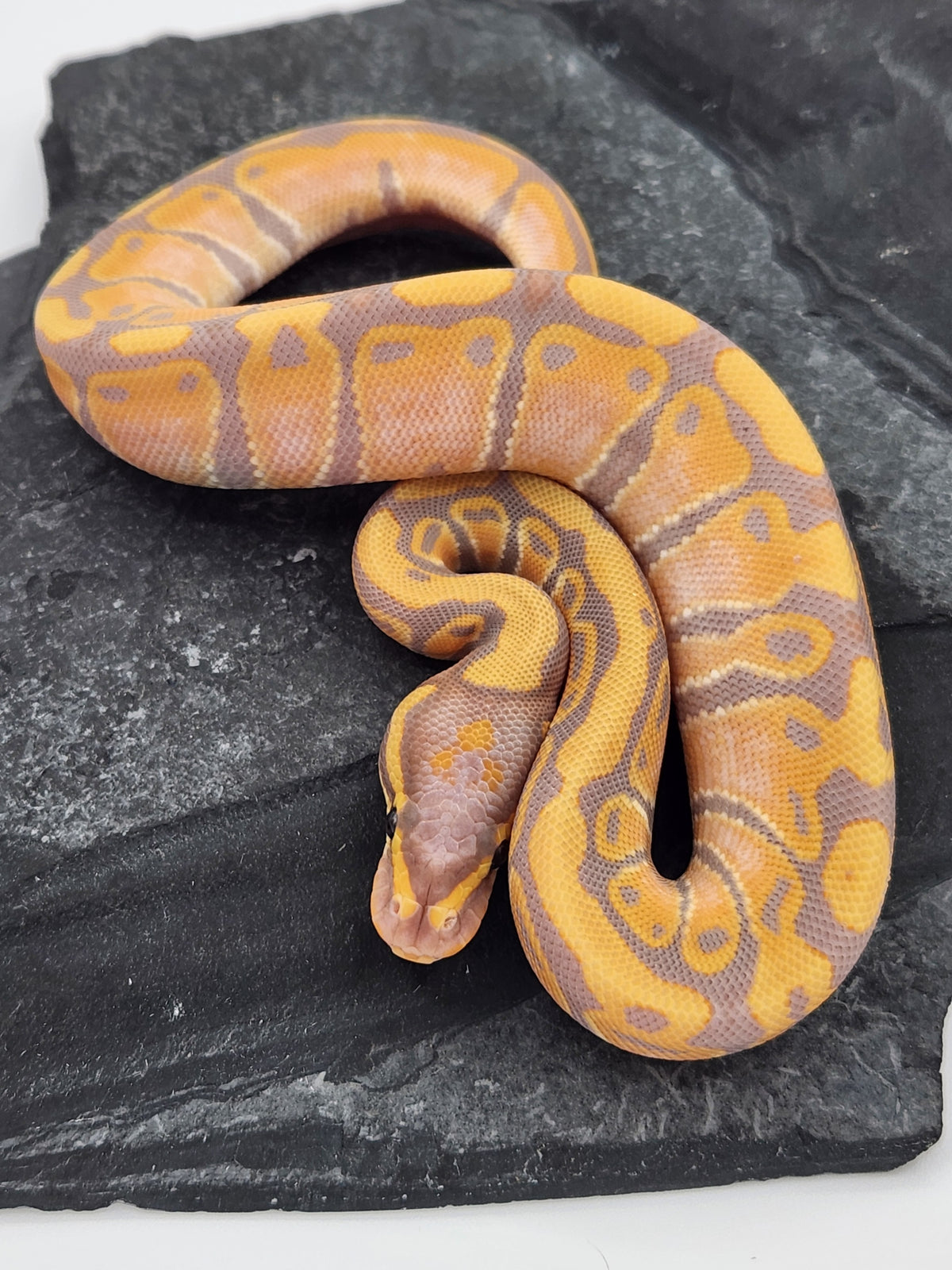 Ball Python - Banana 50PH Tri Stripe - Female