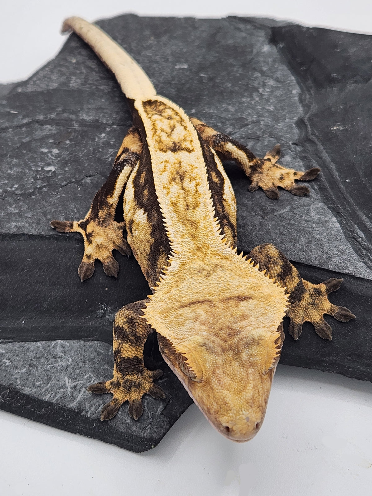 Crested Gecko - Titus x Starfire - 10-16-22 - Female
