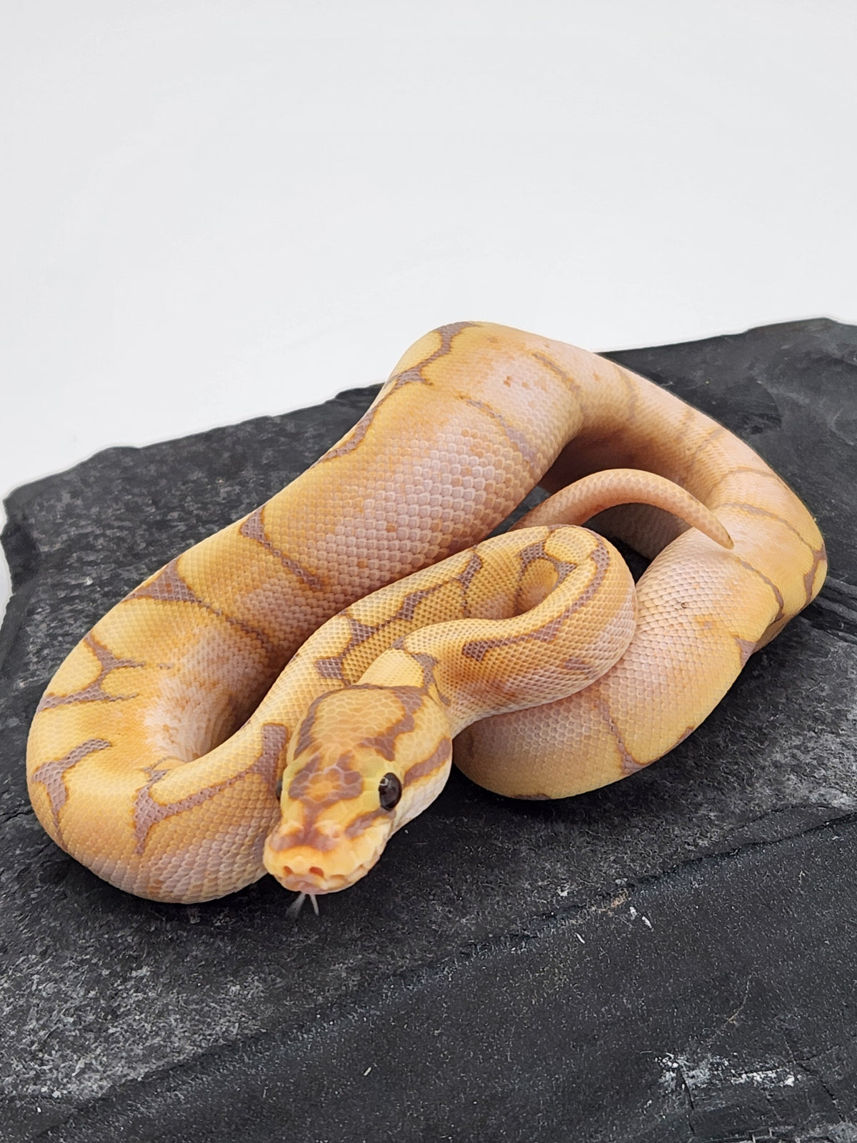 Ball Python - Banana Spider - Male