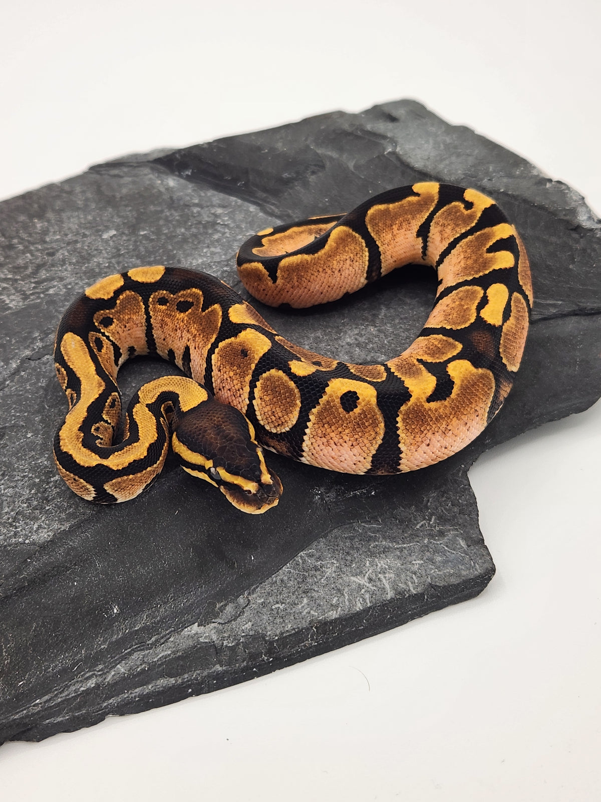 Ball Python - Calico - Female