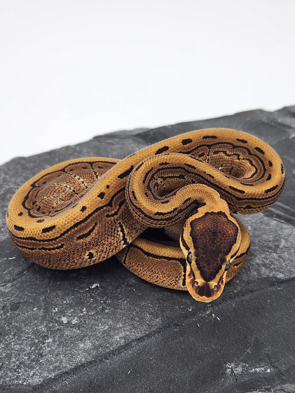 Ball Python - Pinstripe 50PH Tri Stripe - Female