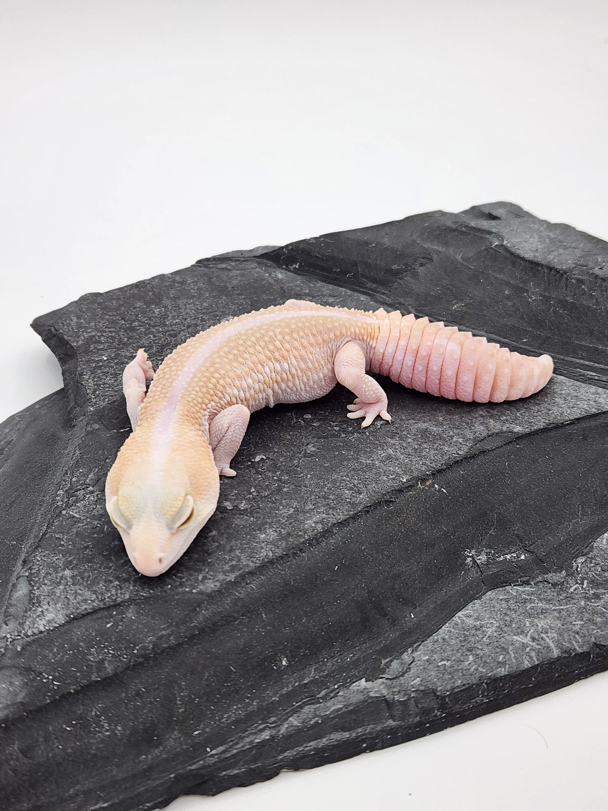 African Fat-Tailed Gecko - Albino Zulu - Female