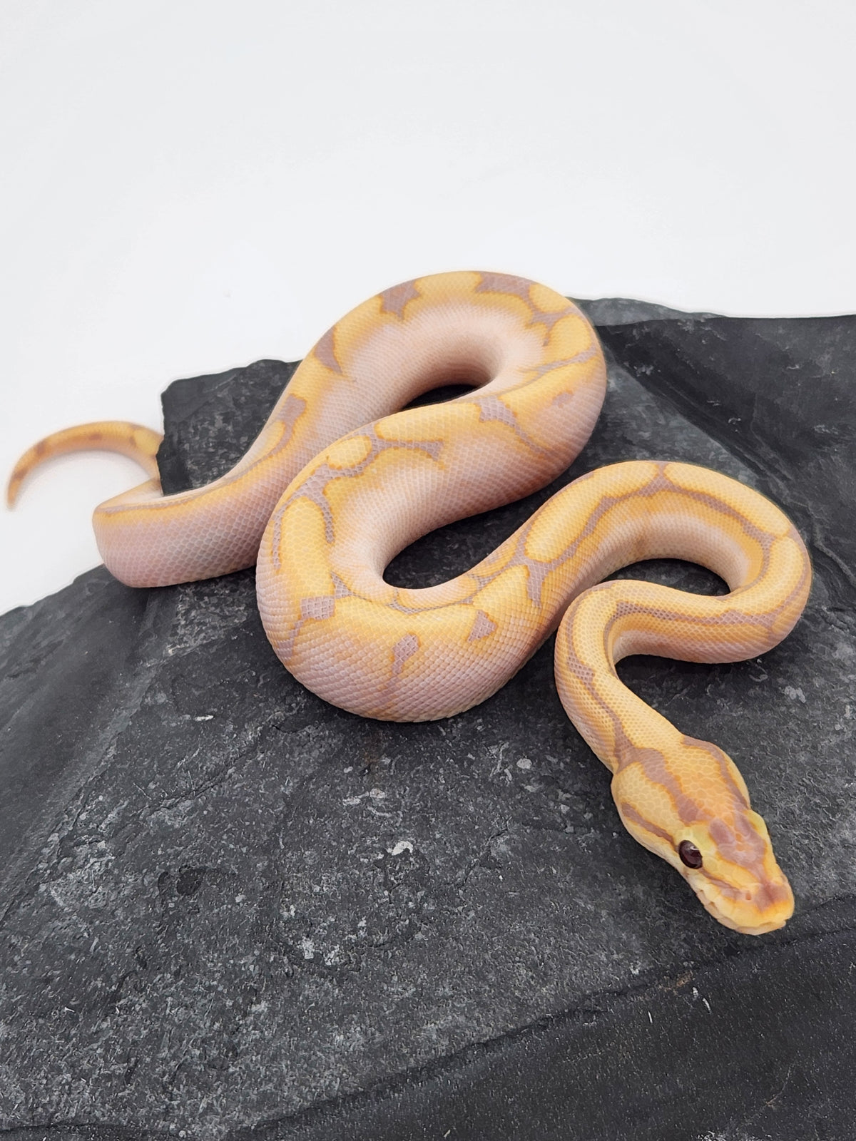 Ball Python - Banana Calico Spider - Male