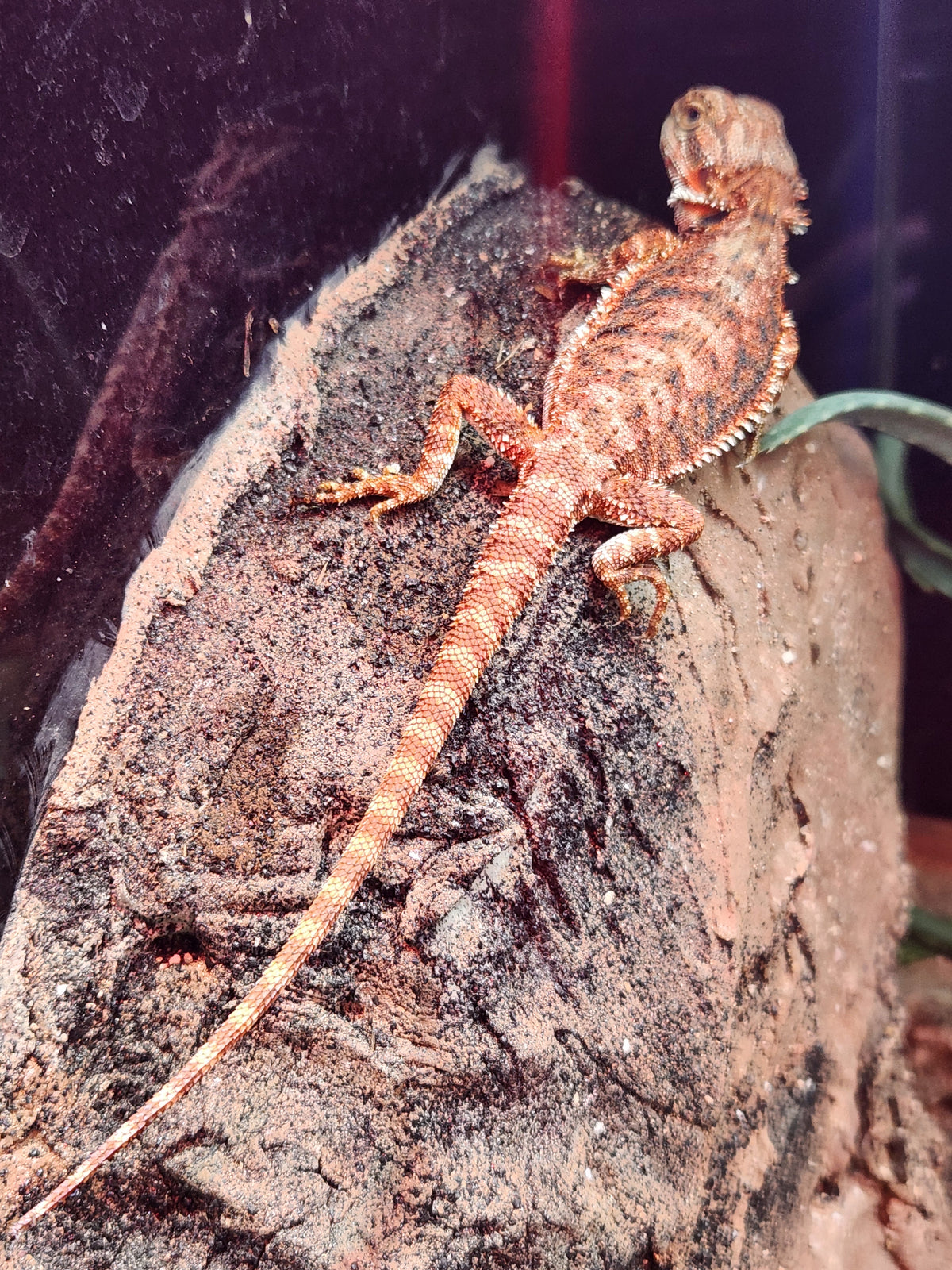 Bearded Dragon - Monster Red - Unsexed
