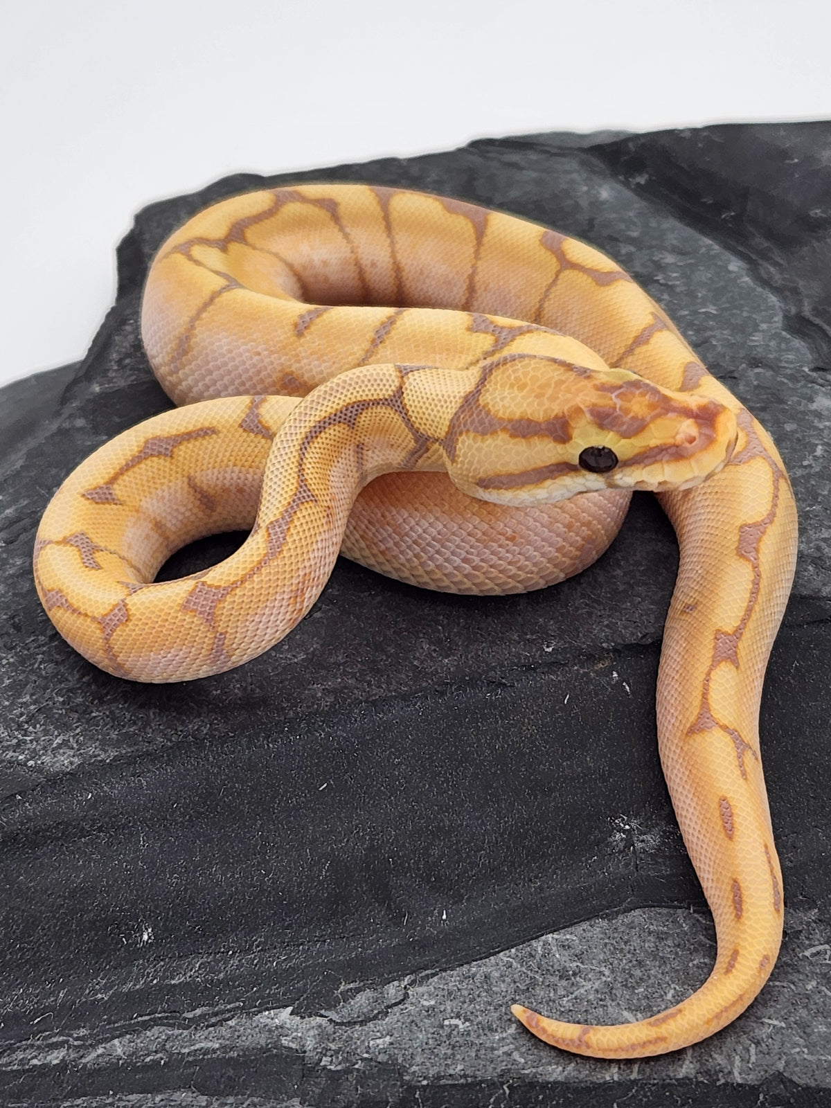 Ball Python - Banana Spider - Male