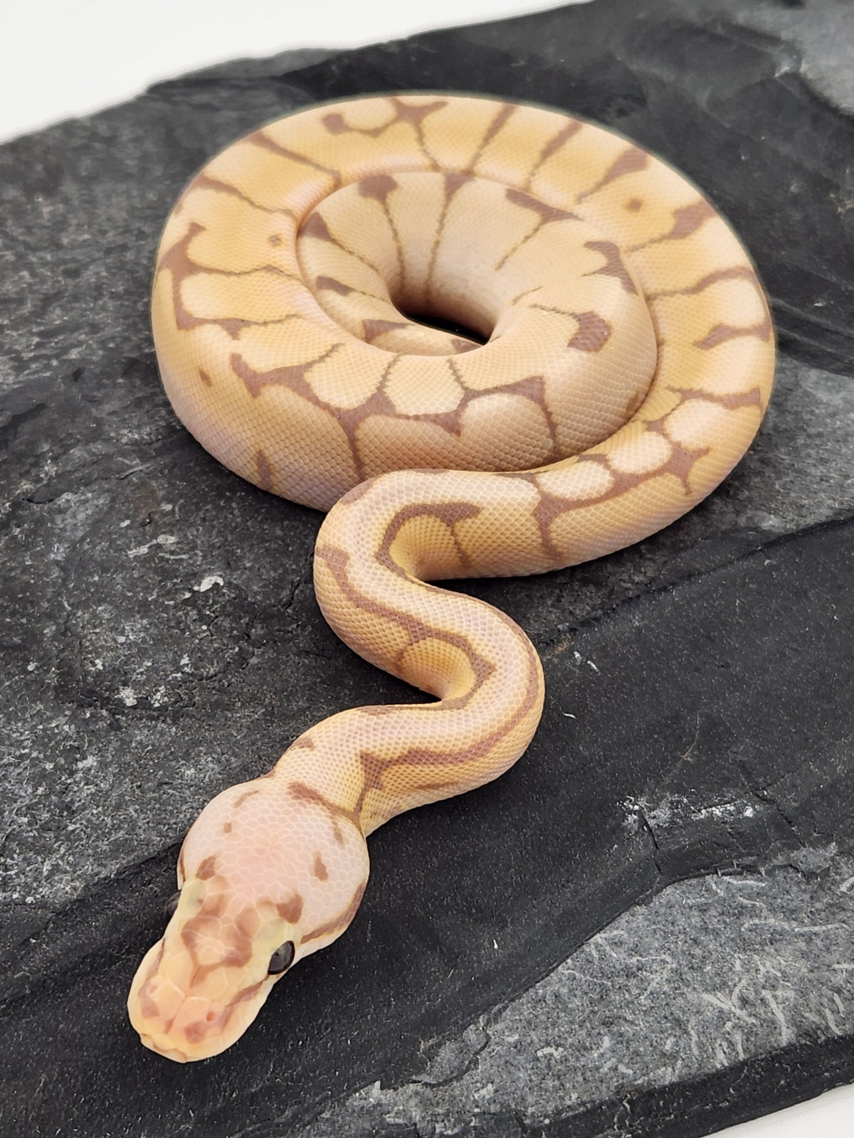 Ball Python - Banana Pastel Spider - Male