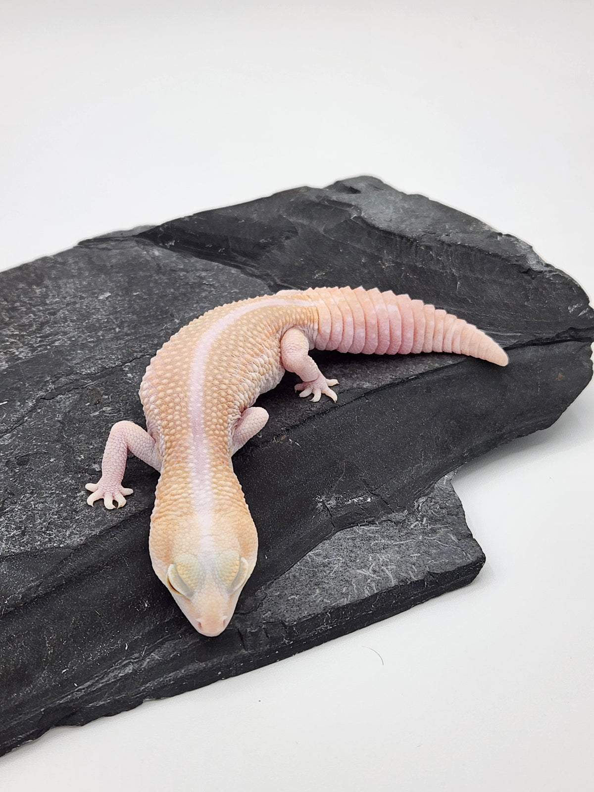 African Fat-Tailed Gecko - Albino Zulu - Female