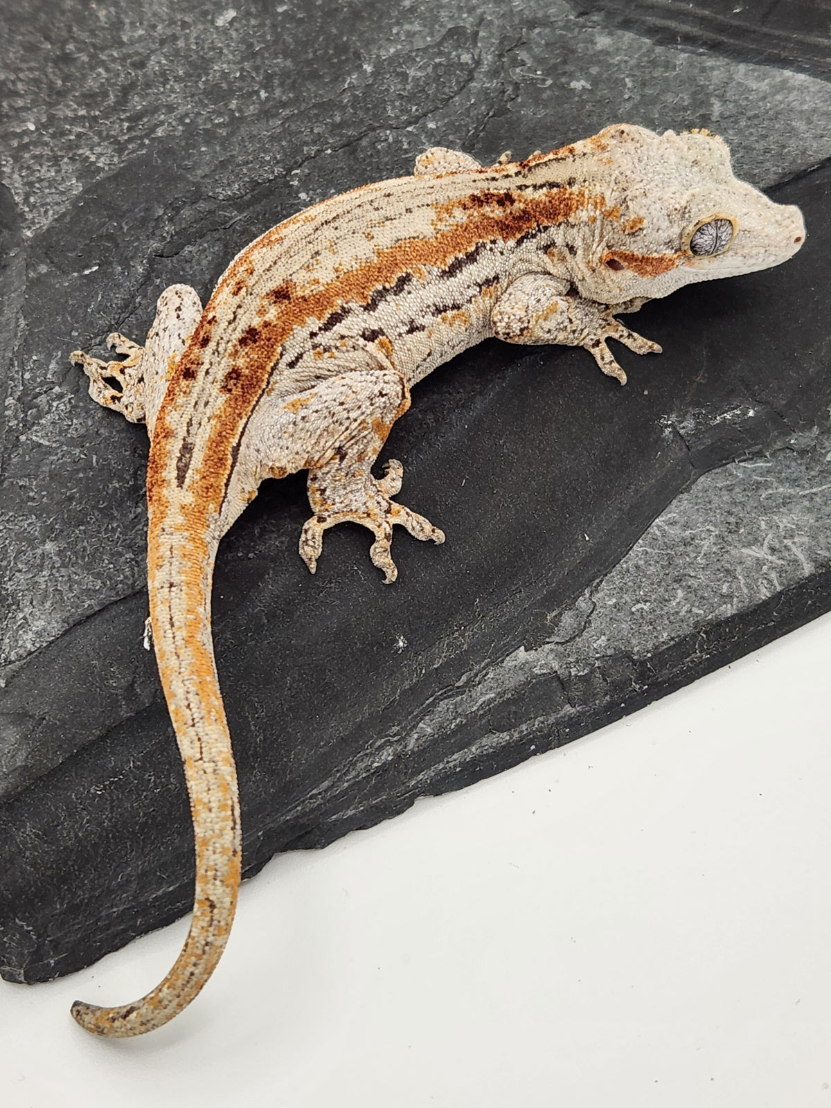 Gargoyle Gecko - Griffin x Licorice - 12-25-23 - Female
