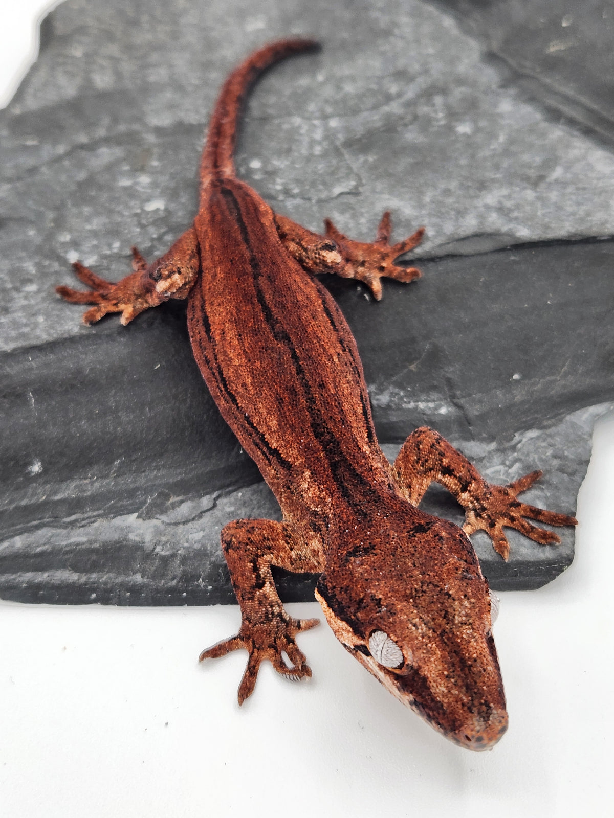 Gargoyle Gecko - Cherry Red x Pink Lady - 7-30-25 - Unsexed