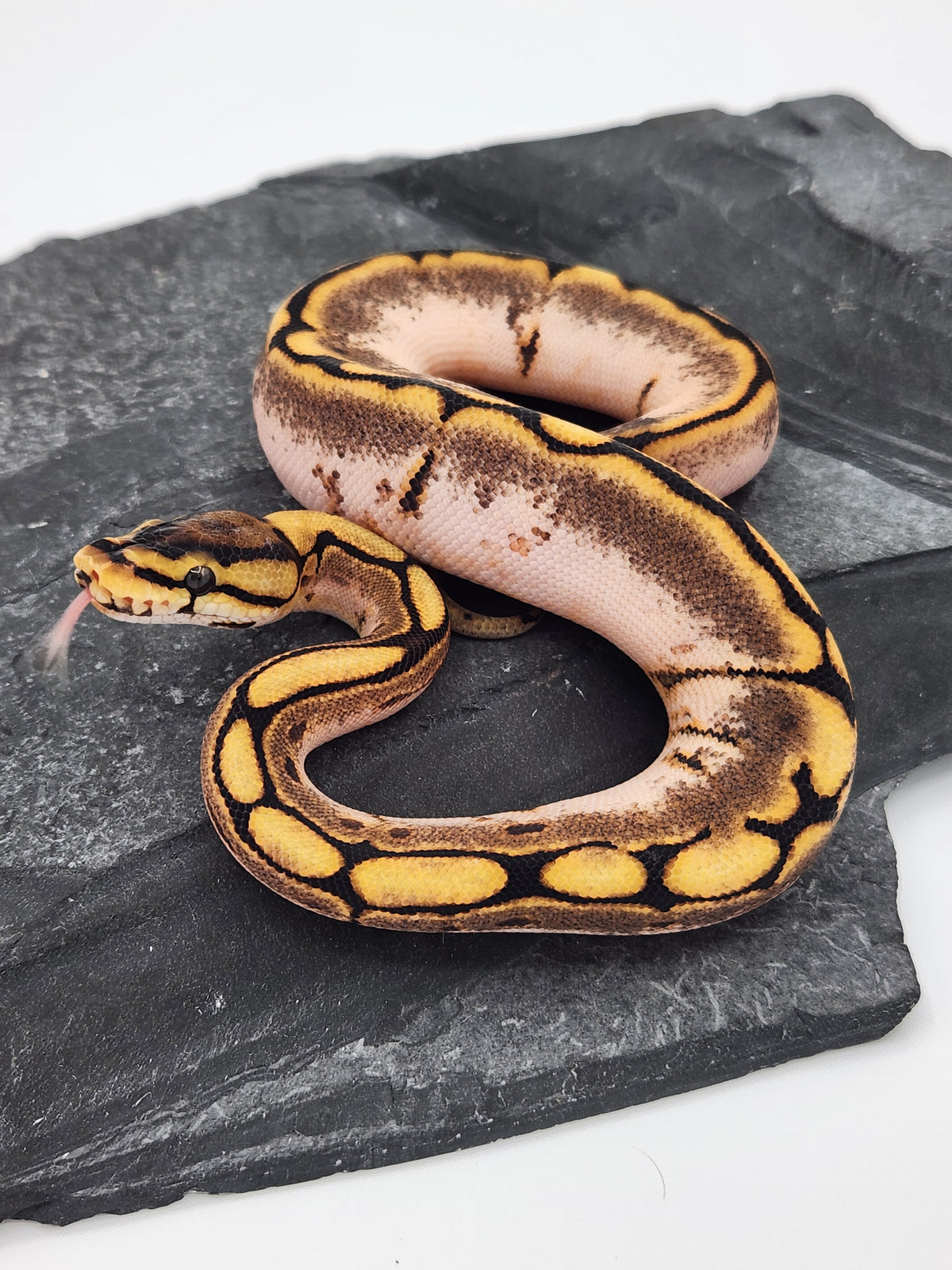 Ball Python - Calico Spider - Female