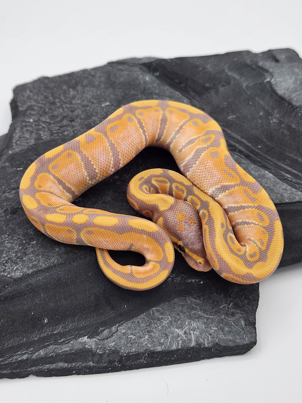 Ball Python - Banana 50PH Tri Stripe - Female