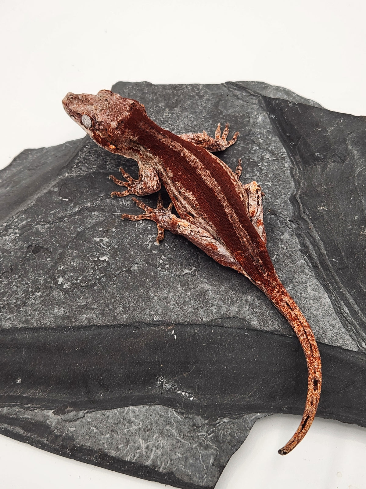 Gargoyle Gecko - Cherry Red x Pink Lady - 6-20-23 - Female