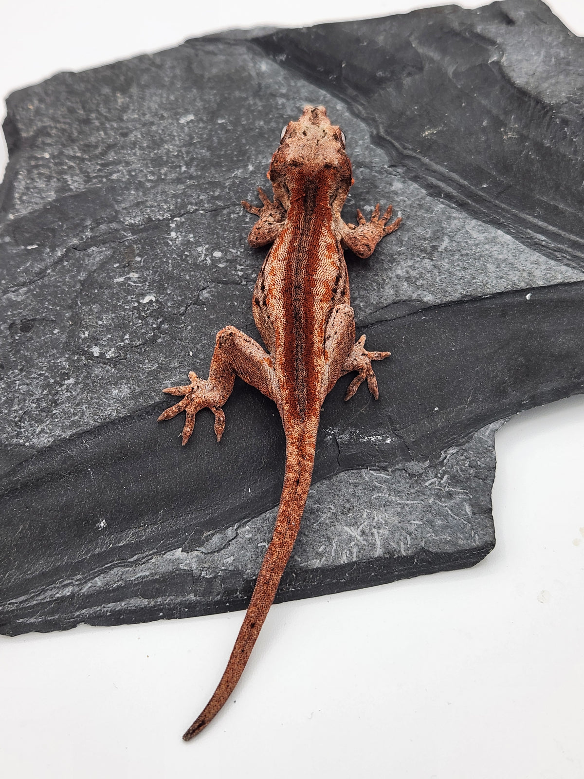 Gargoyle Gecko - Cherry Red x Pink Lady - 9-24-25 - Unsexed