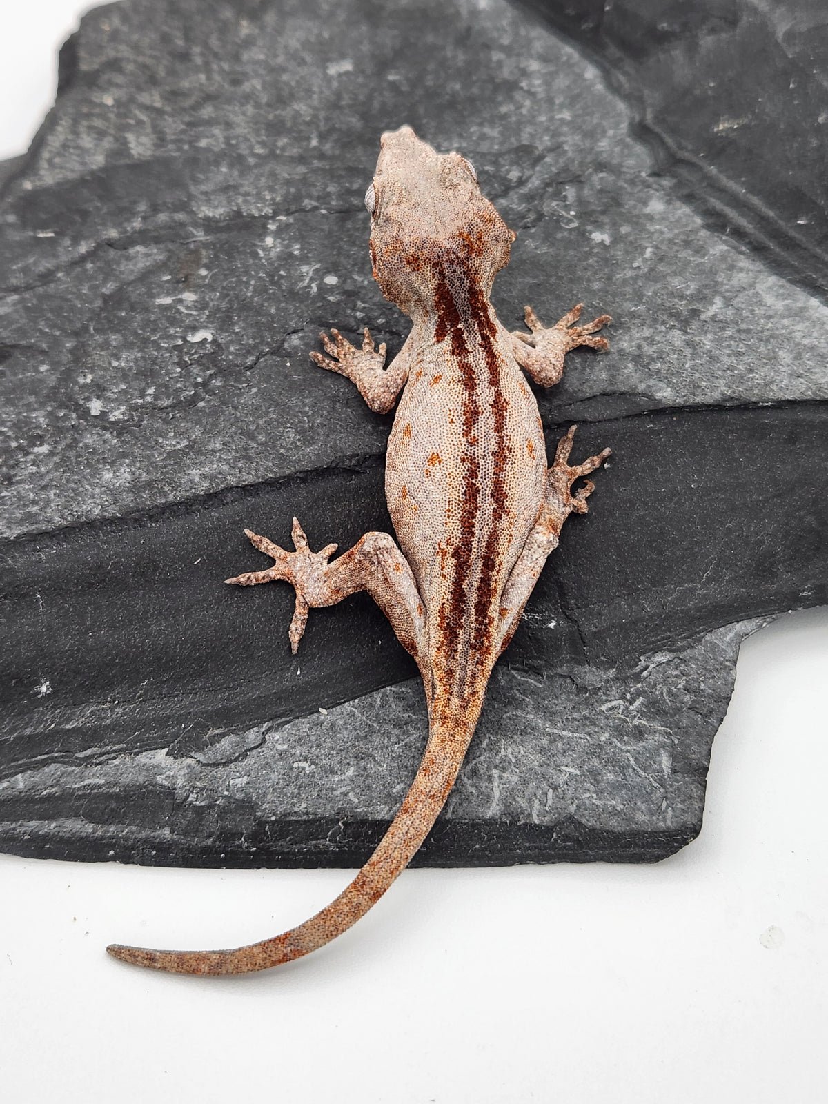 Gargoyle Gecko - Cherry Red x Pink Lady - 11-15-25 - Unsexed