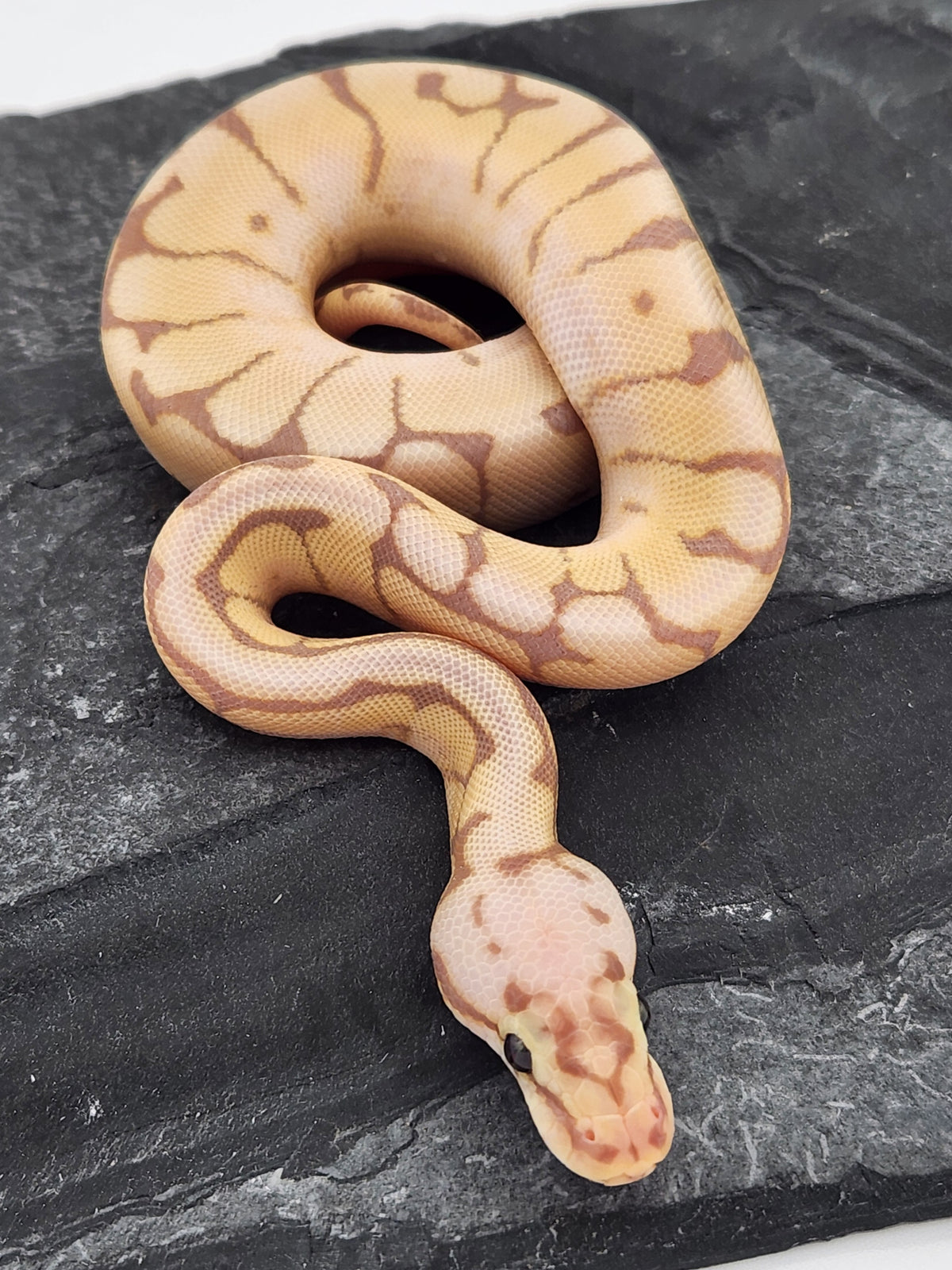Ball Python - Banana Pastel Spider - Male