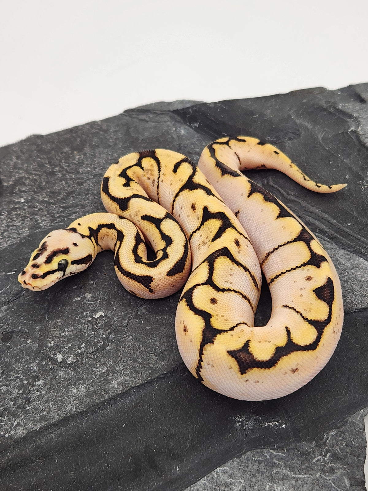 Ball Python - Calico Pastel Spider - Female