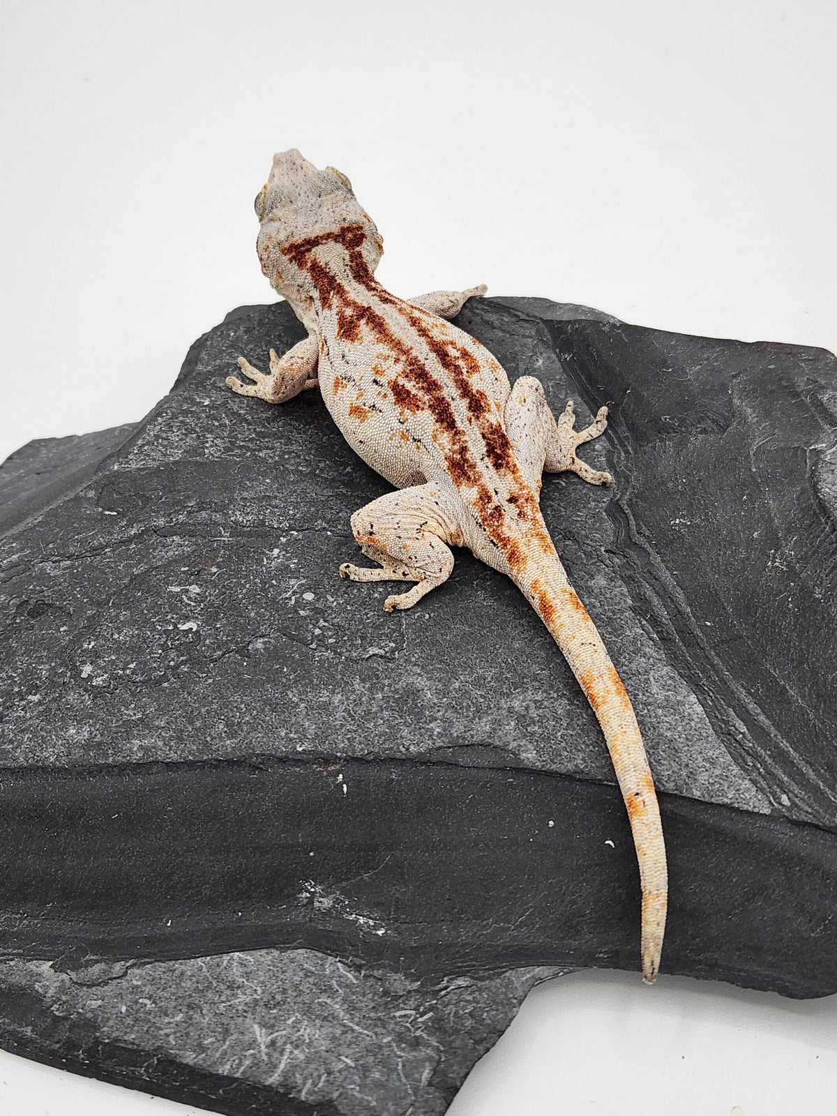 Gargoyle Gecko - Griffin x Licorice - 10-4-23 - Female