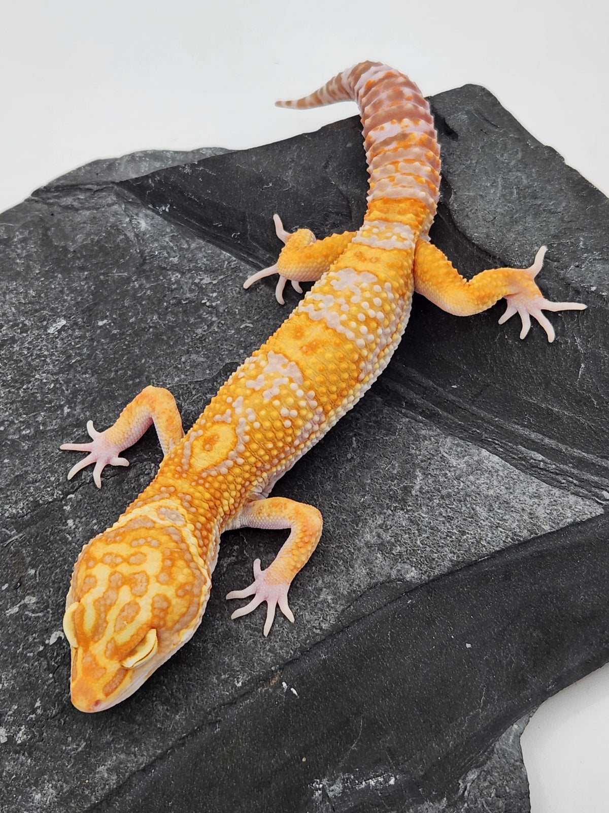 Leopard Gecko - Red Diamond - ER4 - Male