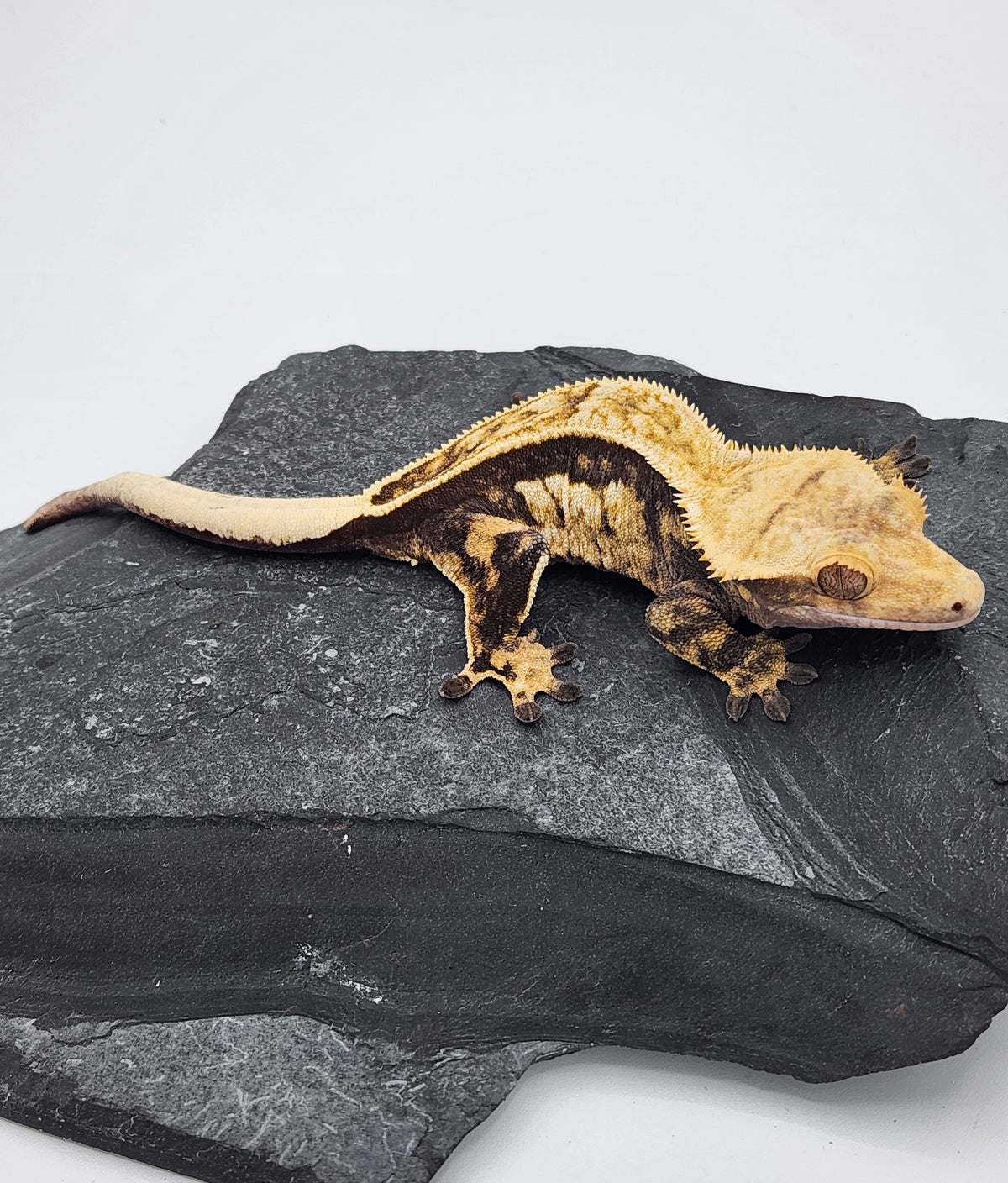 Crested Gecko - Titus x Starfire - 10-16-22 - Female