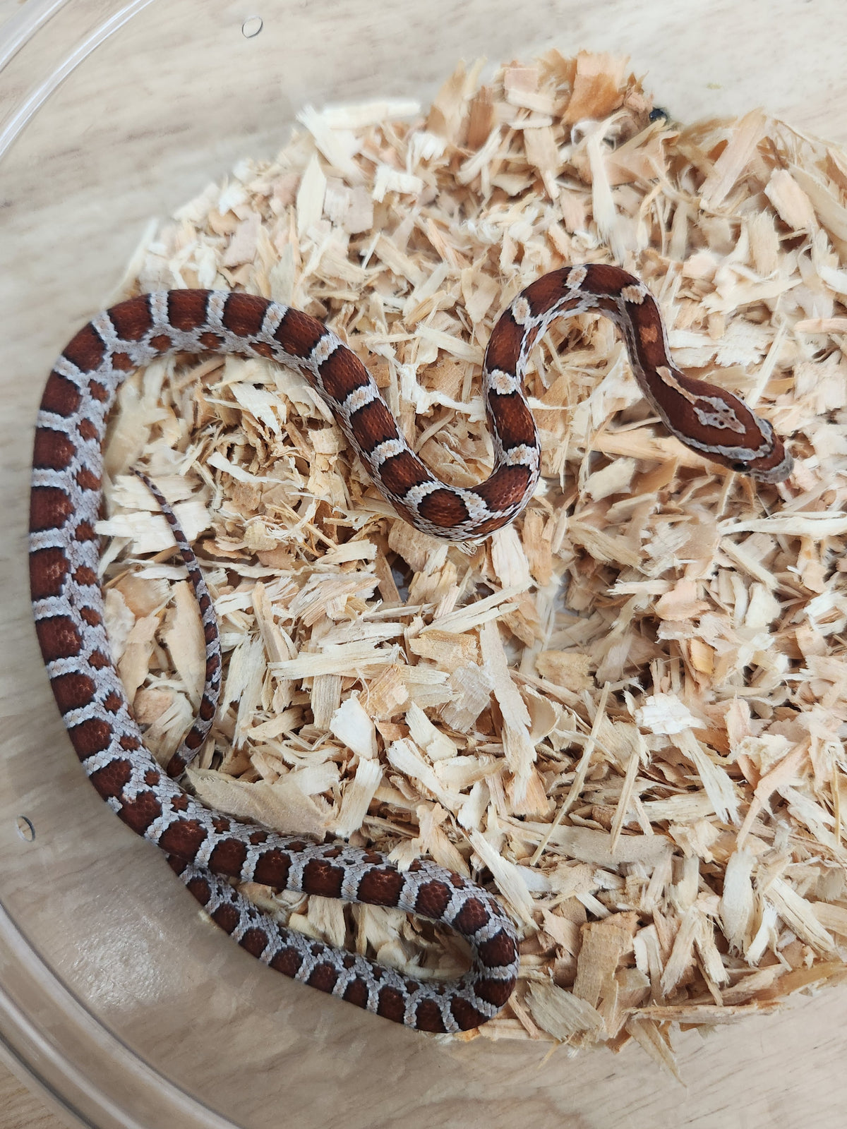 Corn Snake - Classic 66PH Palmetto 50PH Microscale/Scaleless/Amel