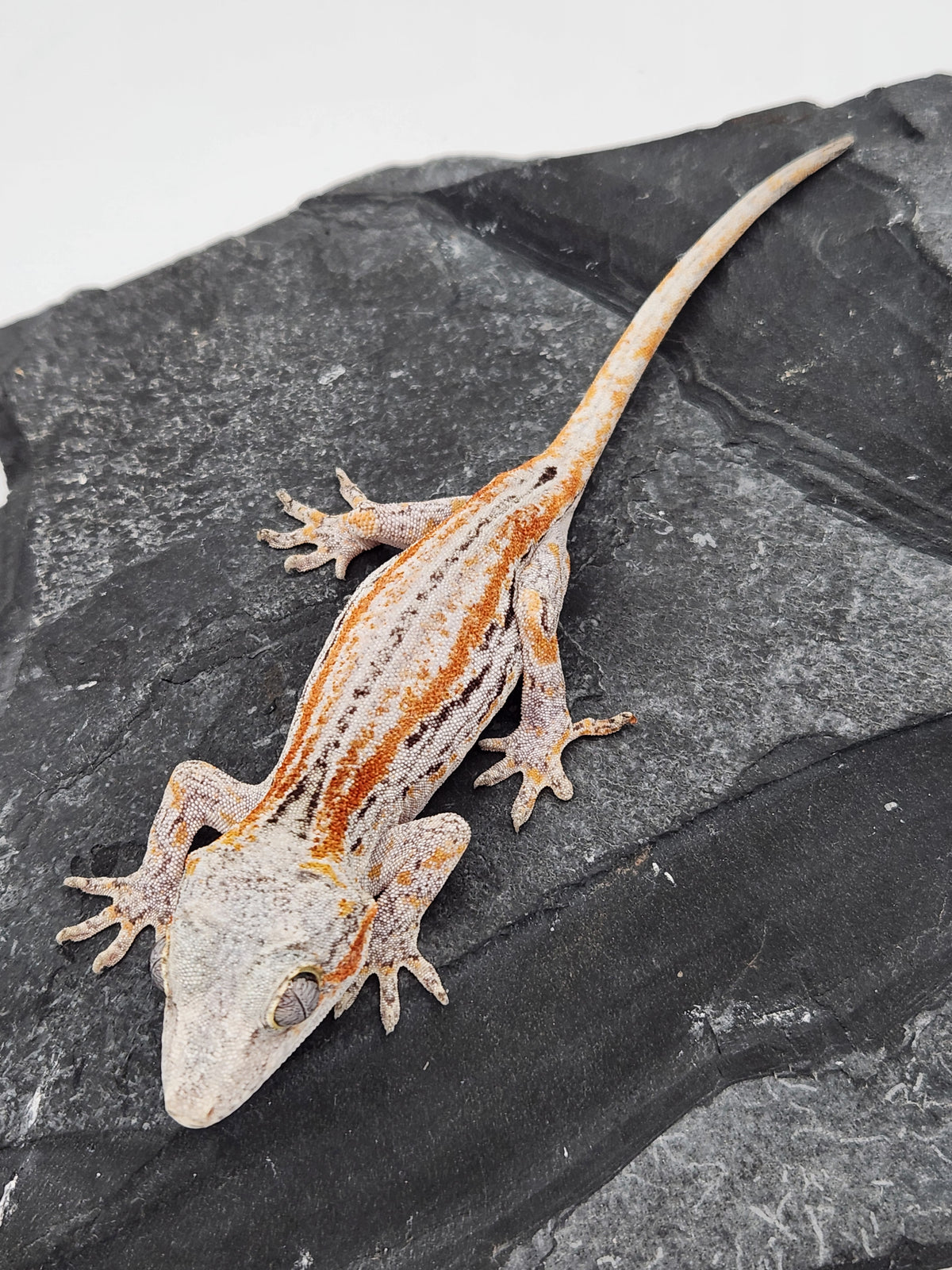 Gargoyle Gecko - Griffin x Licorice - 8-28-23 - Female B