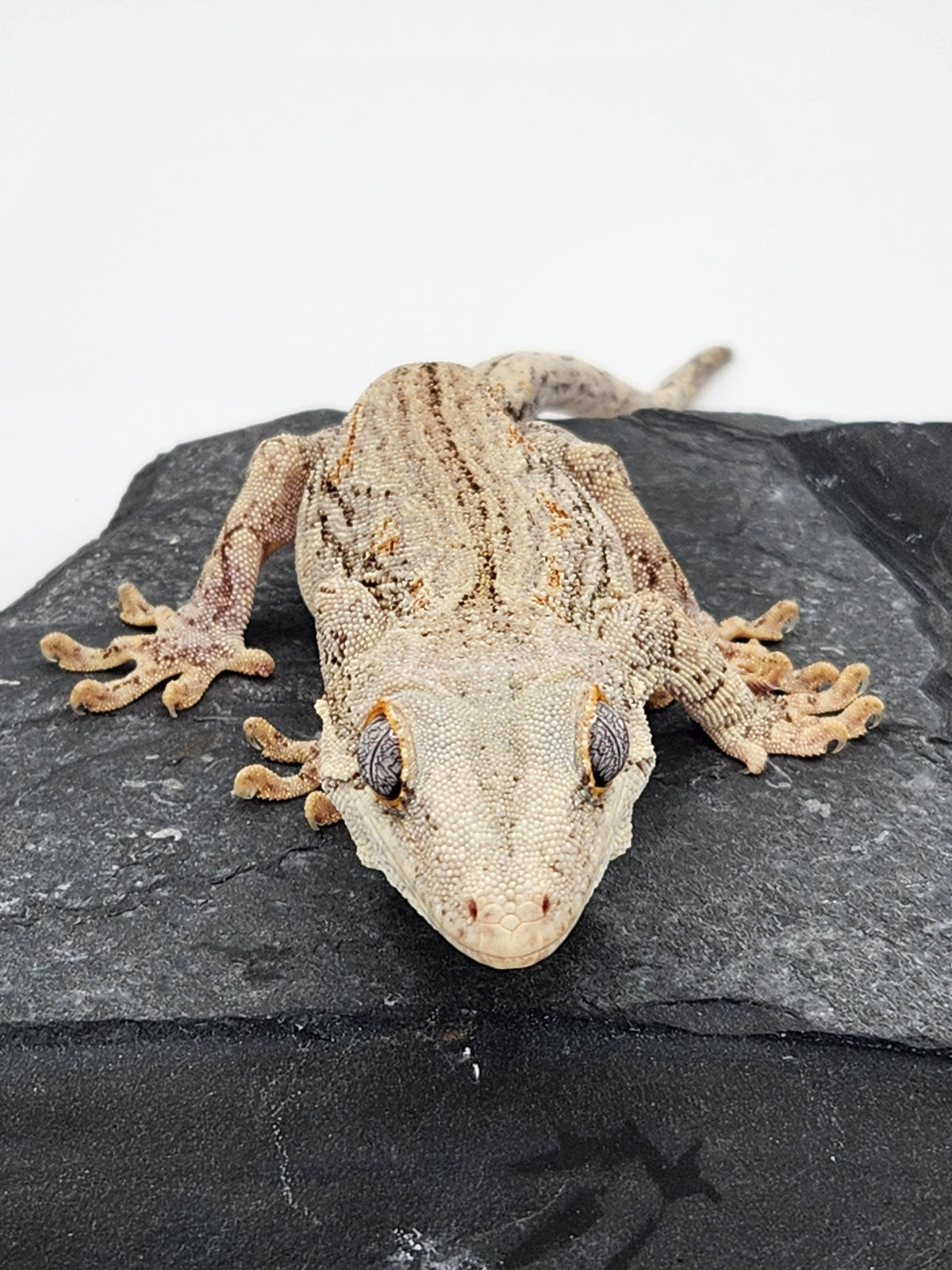Gargoyle Gecko - Lava x Ghost "Flower" - Male - 10-17-17
