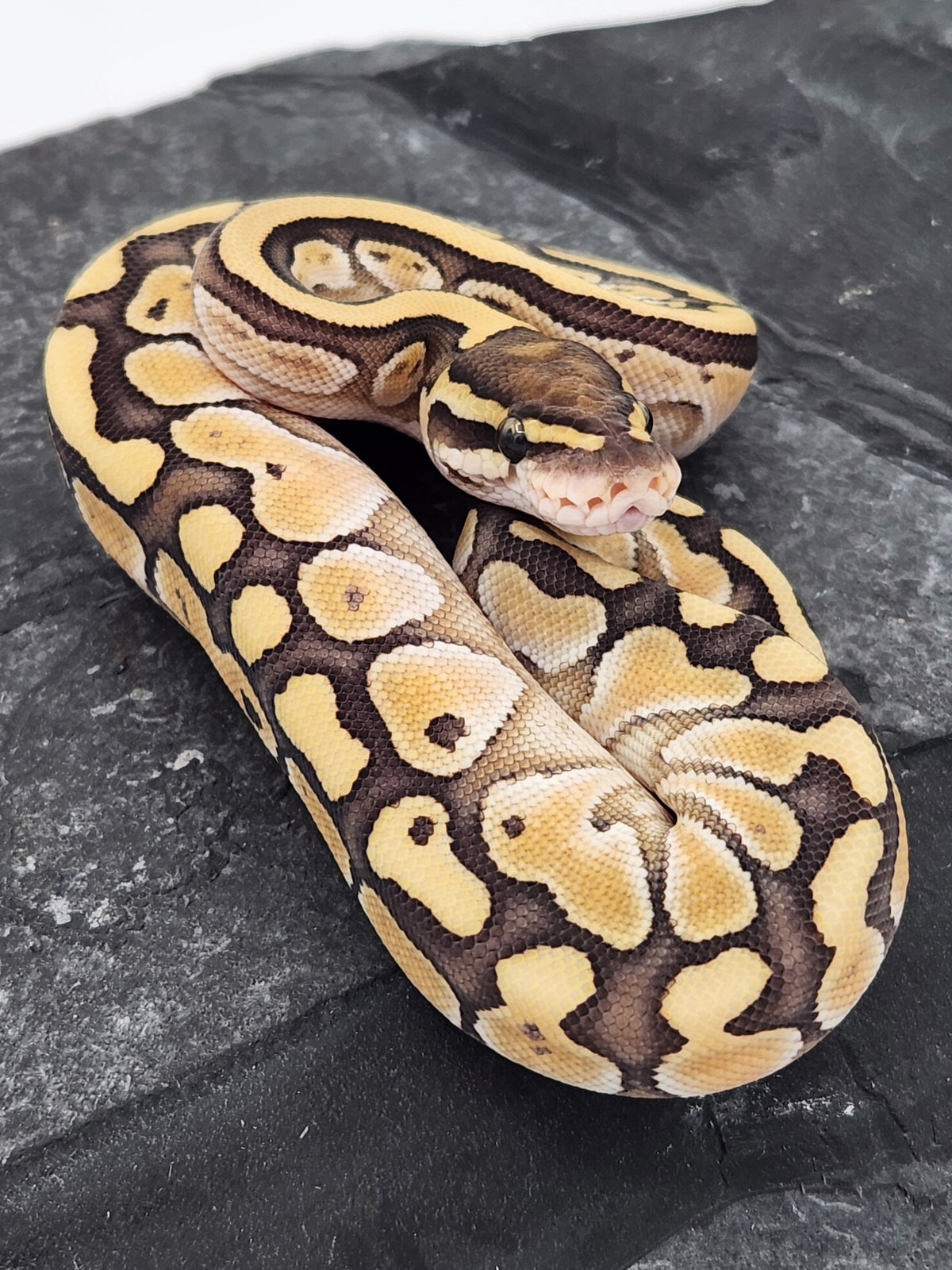 Ball Python - Lesser - Female
