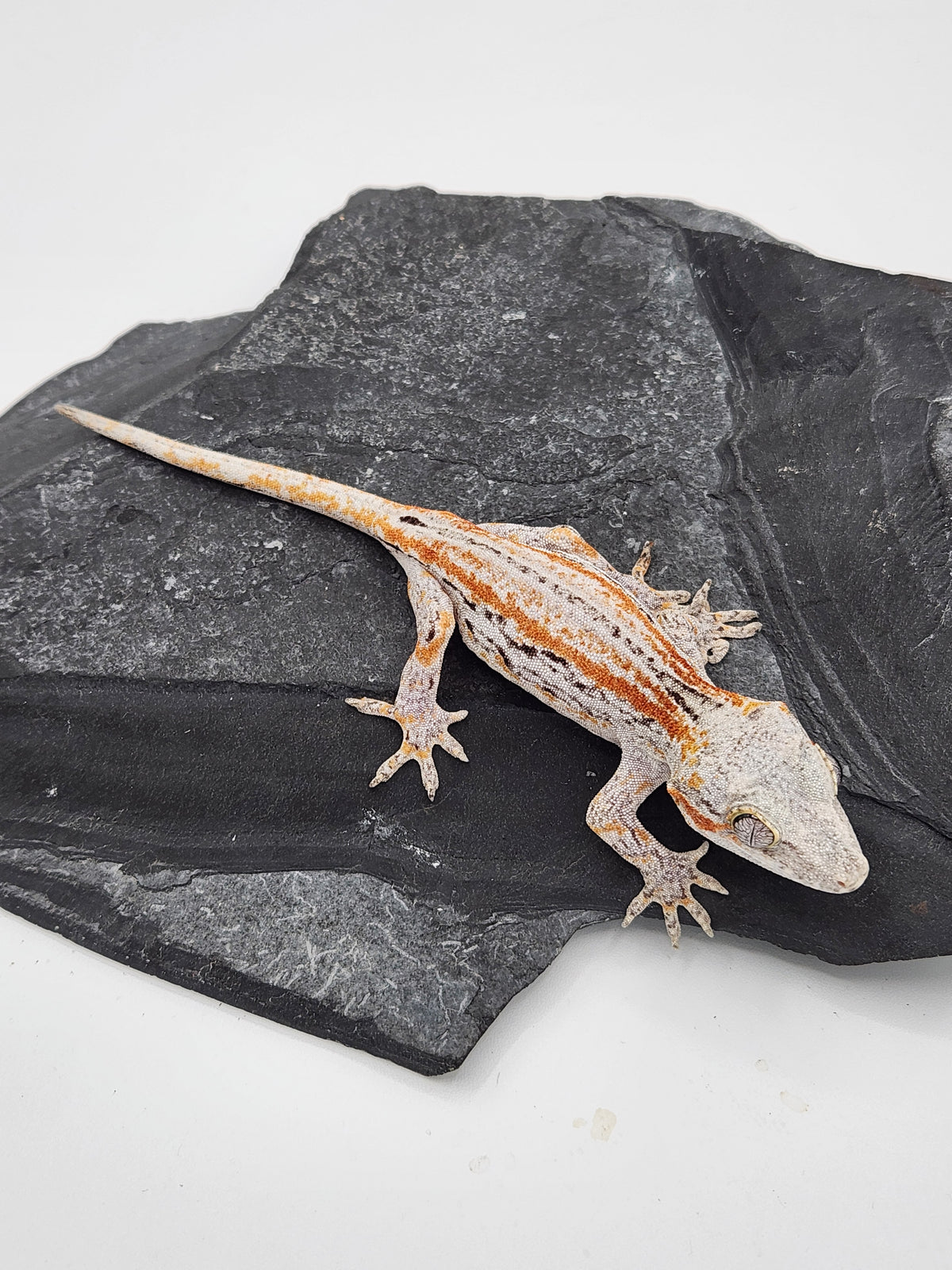 Gargoyle Gecko - Griffin x Licorice - 8-28-23 - Female B