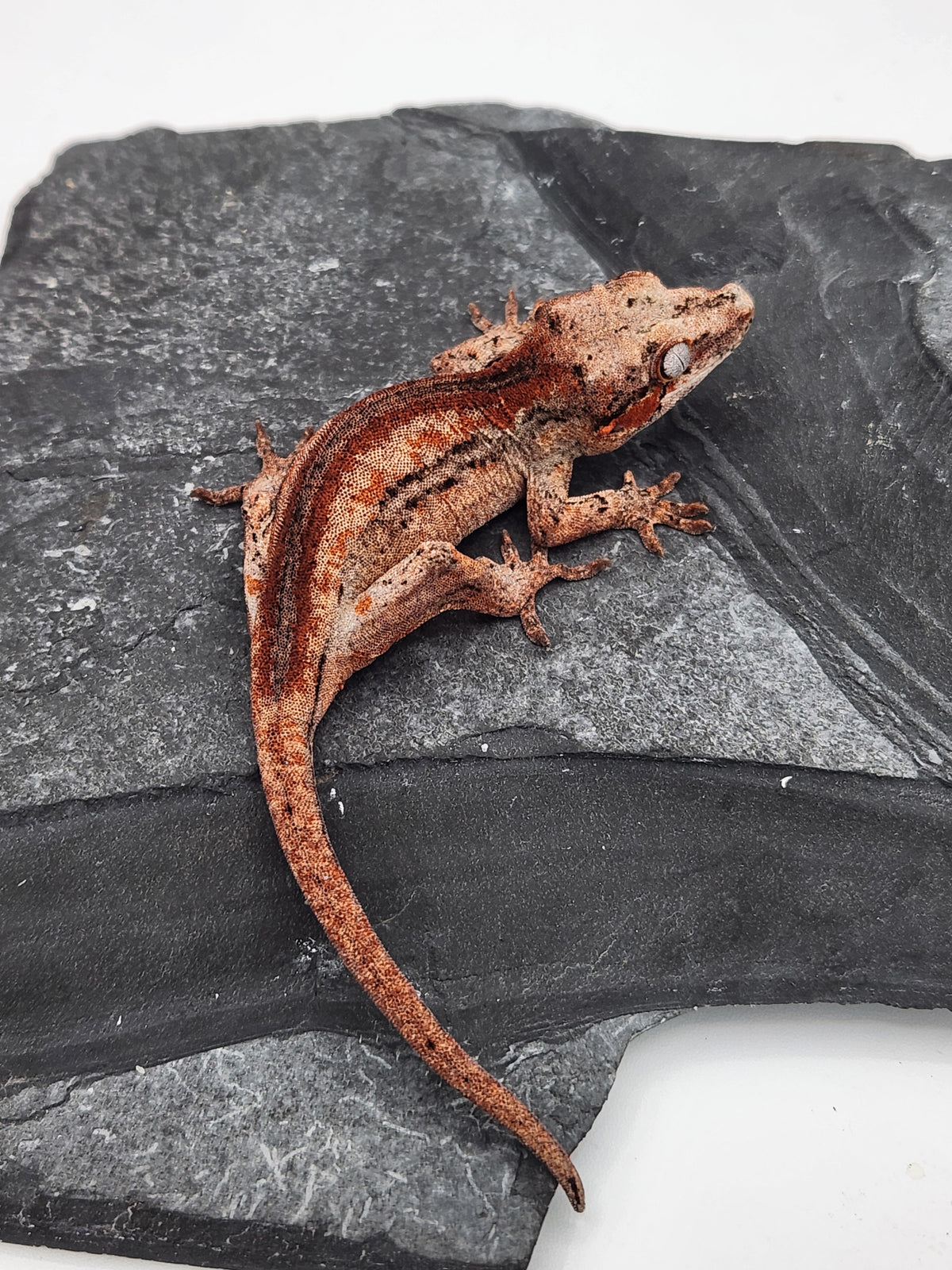 Gargoyle Gecko - Cherry Red x Pink Lady - 9-24-25 - Unsexed
