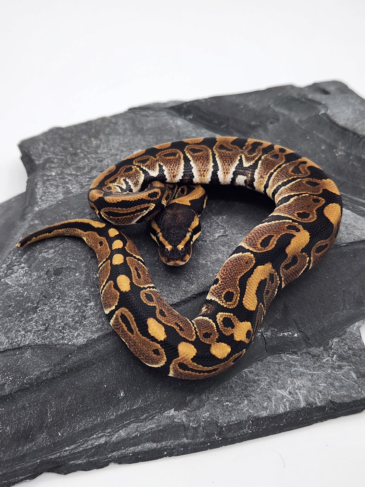 Ball Python - Normal 50PH Tri Stripe - Male