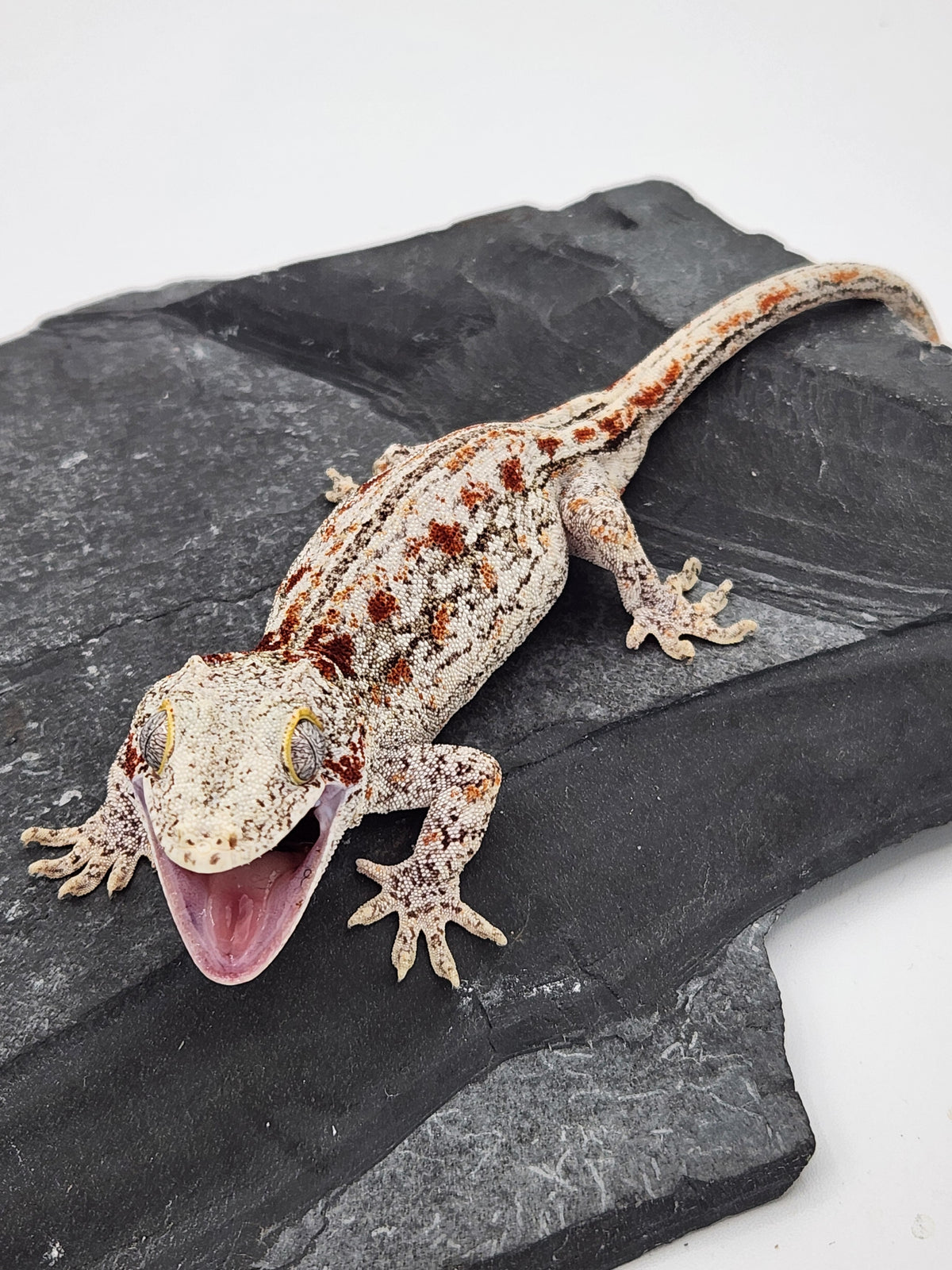 Gargoyle Gecko - 2B - Female